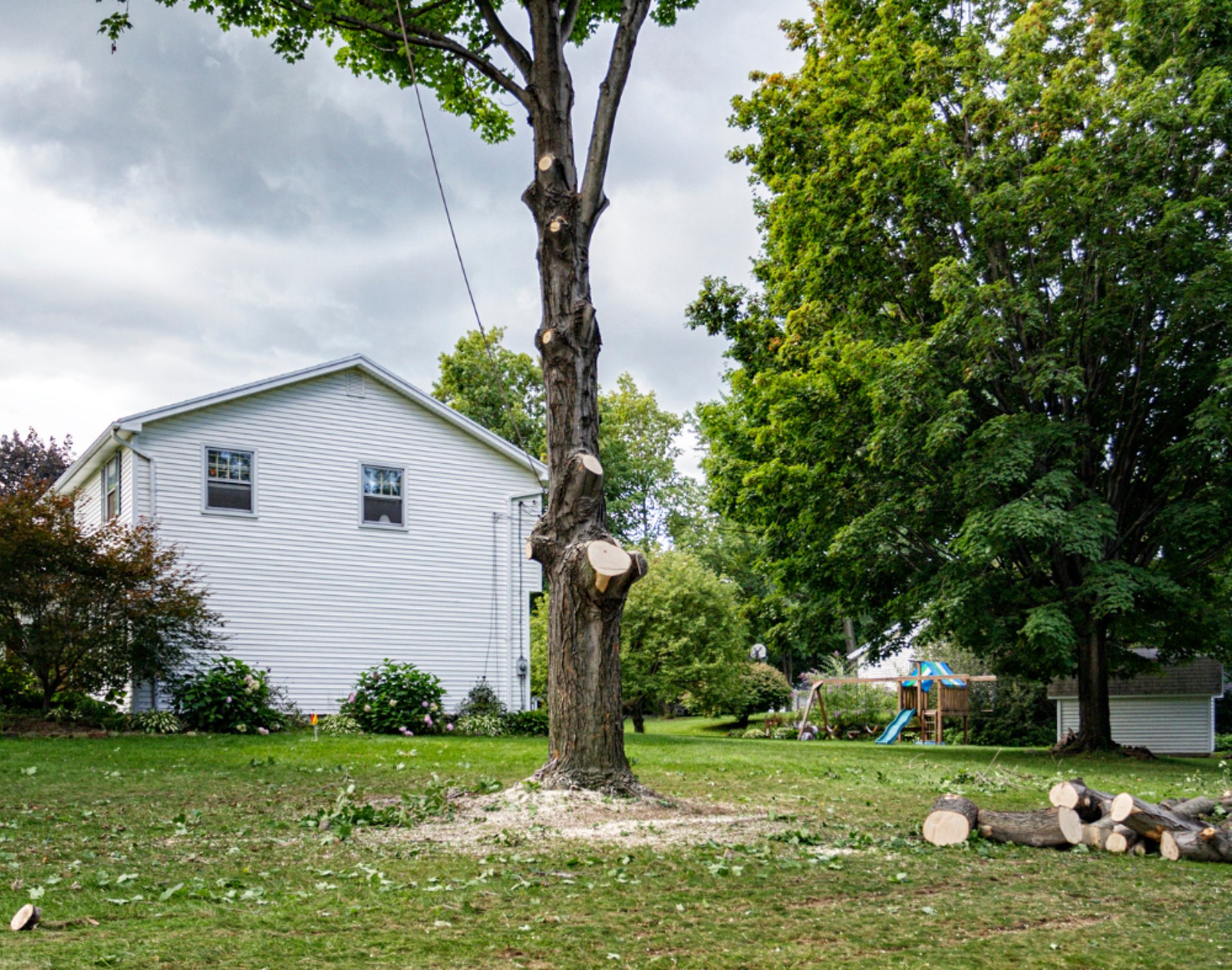 tree-removal-services.png