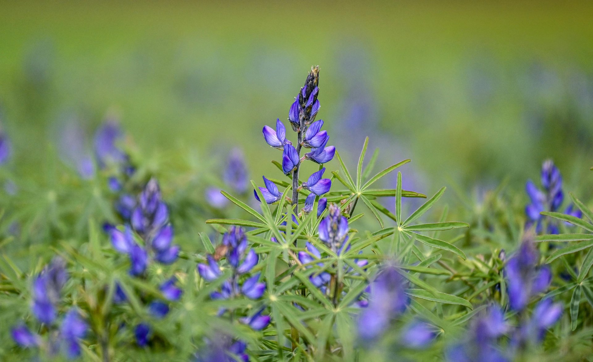 shallow focus photography of green leafed plant