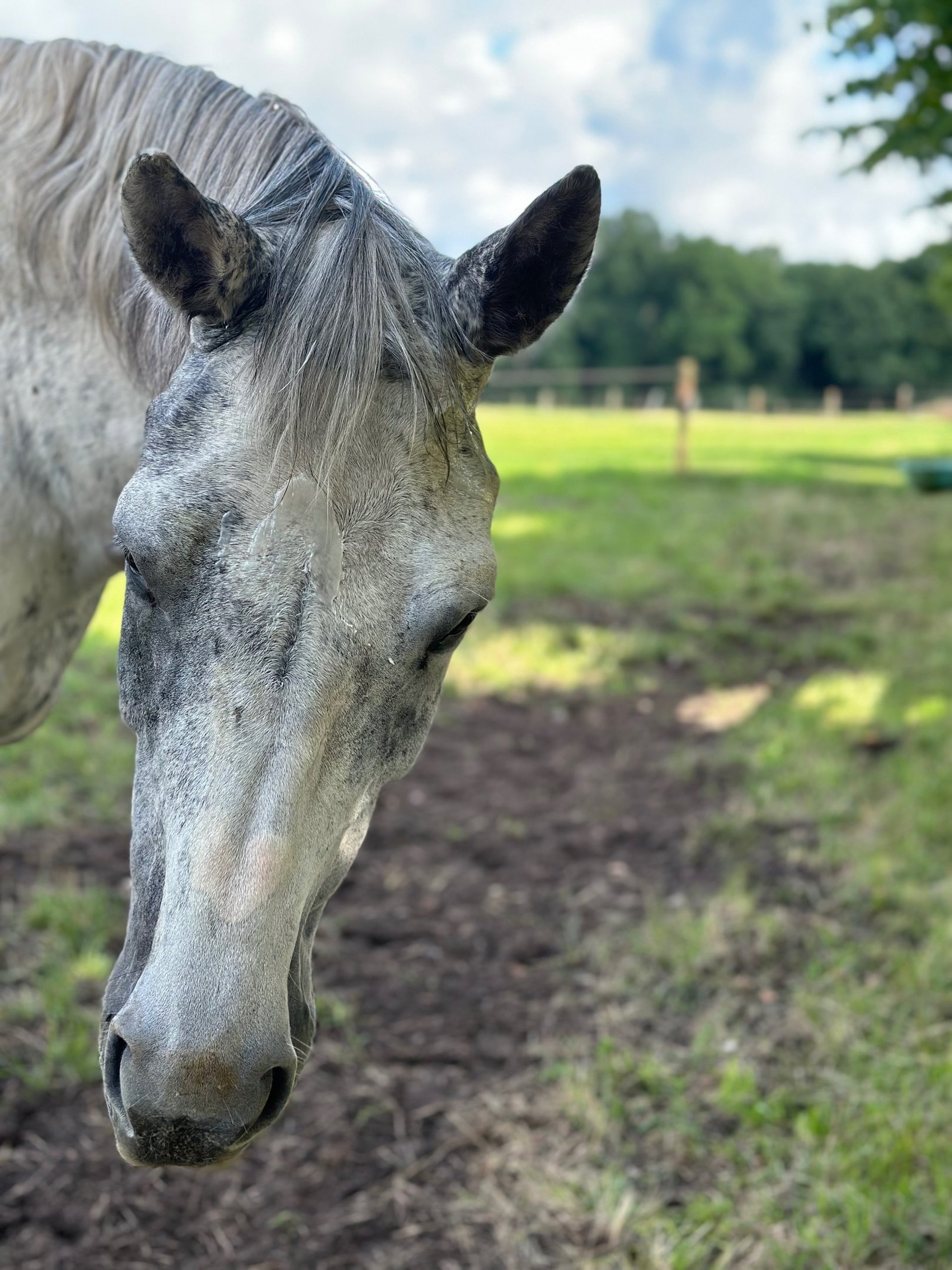grayscale photo of horse