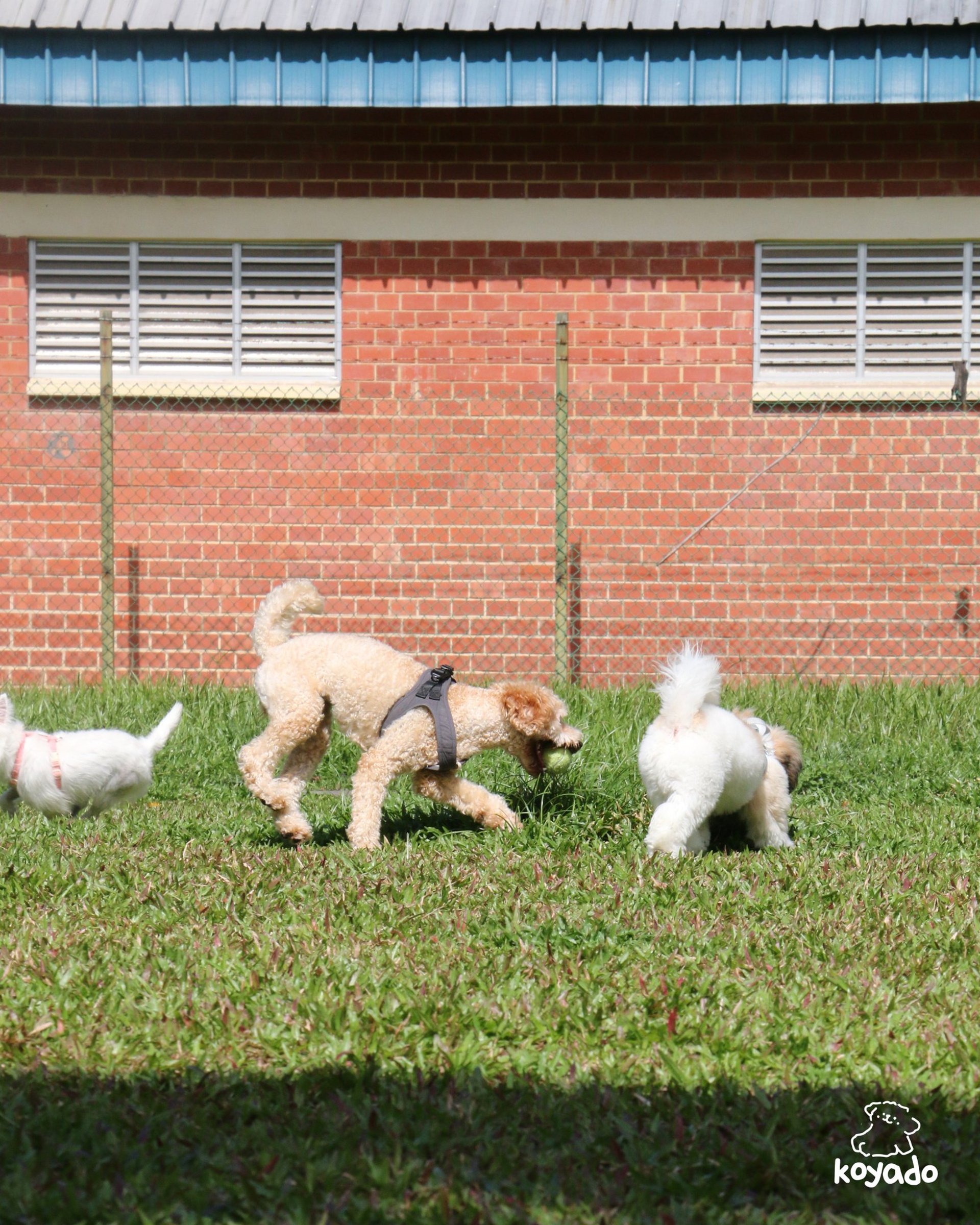 black and brown Dachshund standing in box