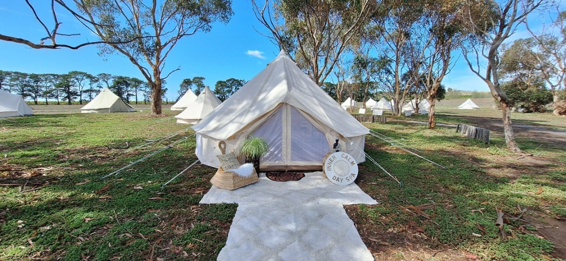 a close up of a dandelion on a white background