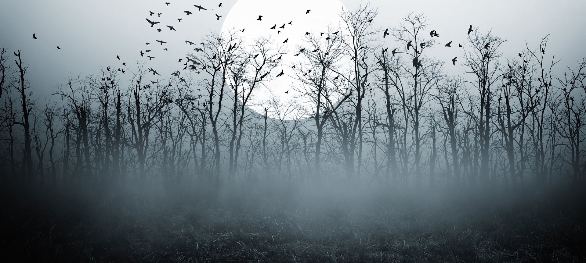 a dark forest filled with lots of trees