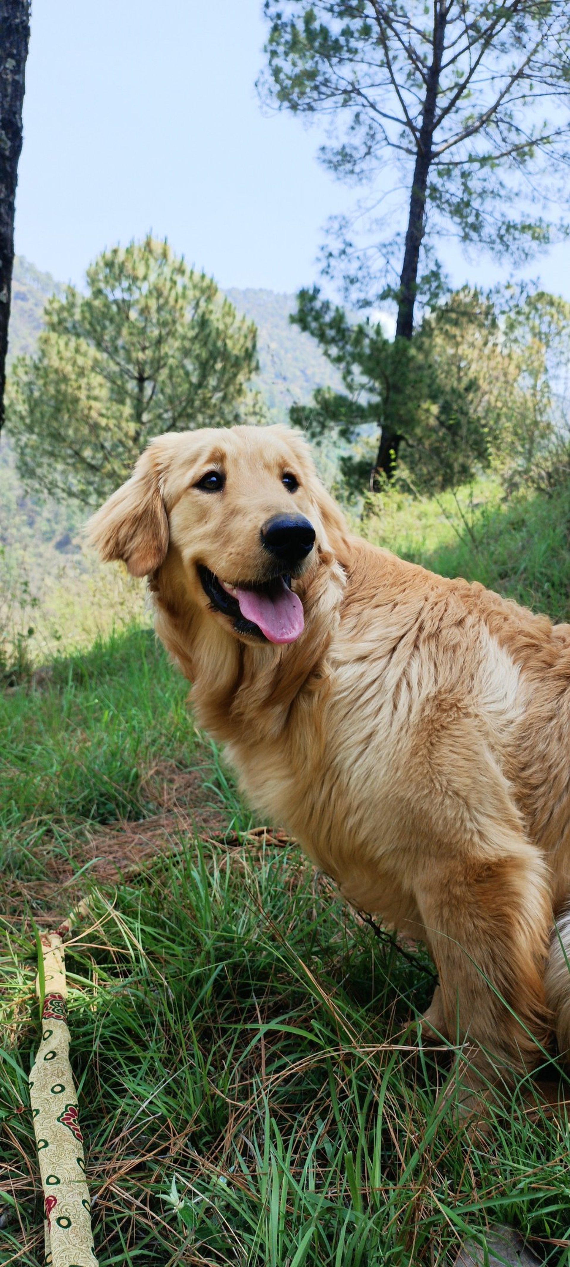 a dog sitting in the grass with its tongue out