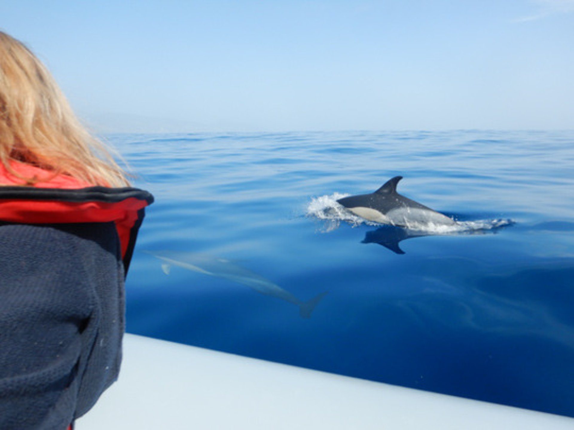 Dolphin encounter beside a boat in Funchal, Madeira.