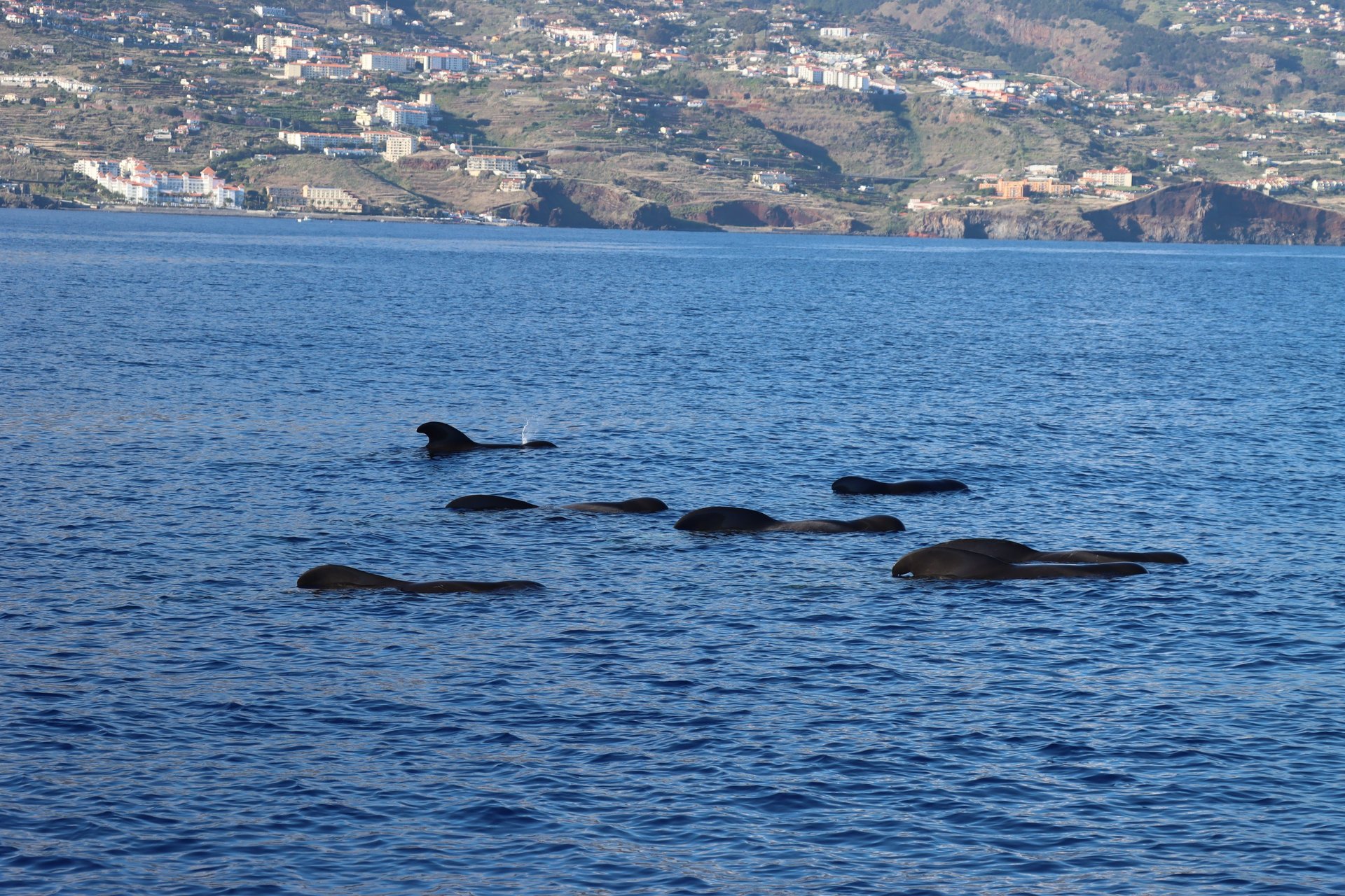 Pod of pilot whales surfacing in the Atlantic Ocean with the coastline of Madeira, Portugal in the background.