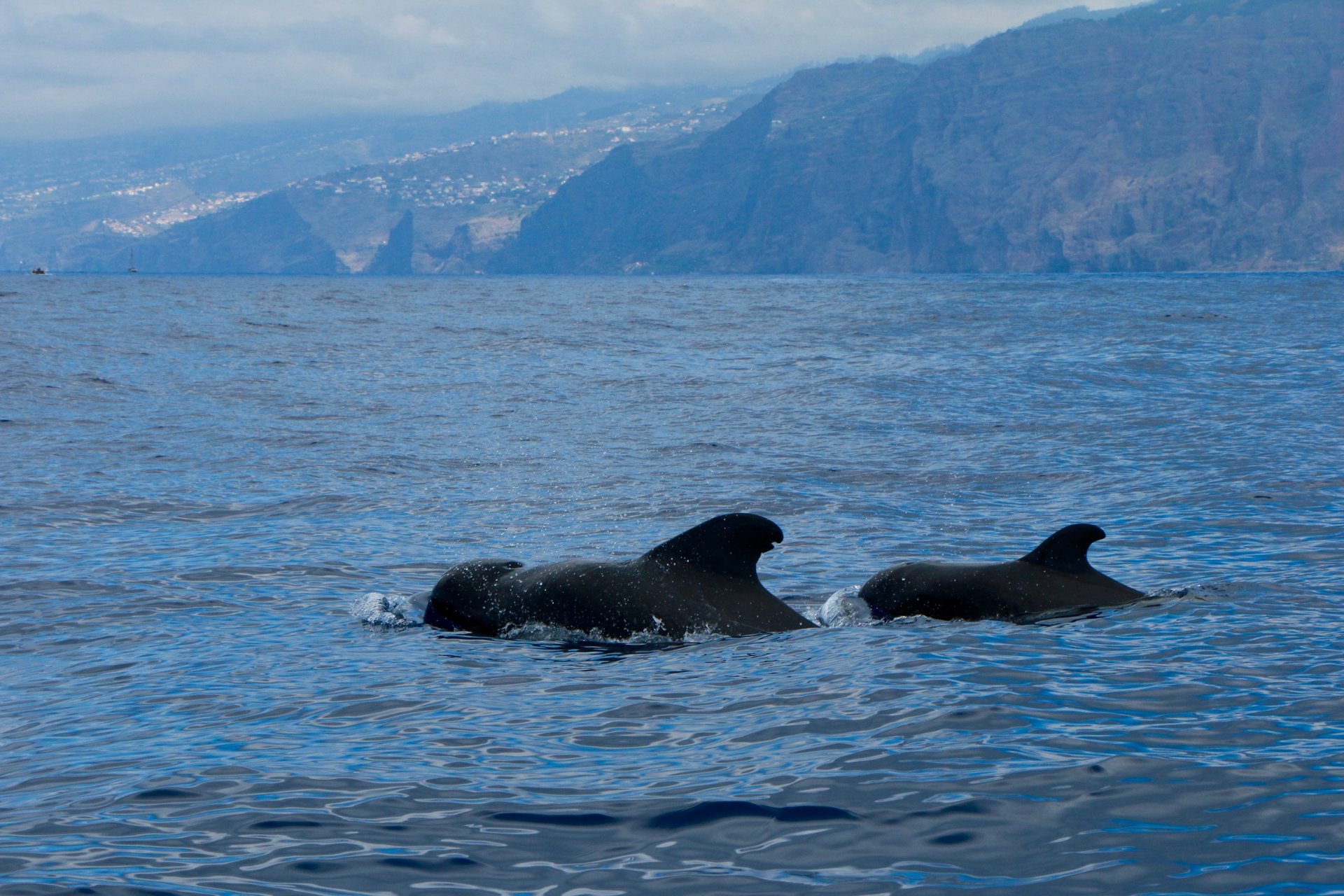 Two pilot whales surfacing in the Atlantic Ocean with the Madeira coastline in the background.