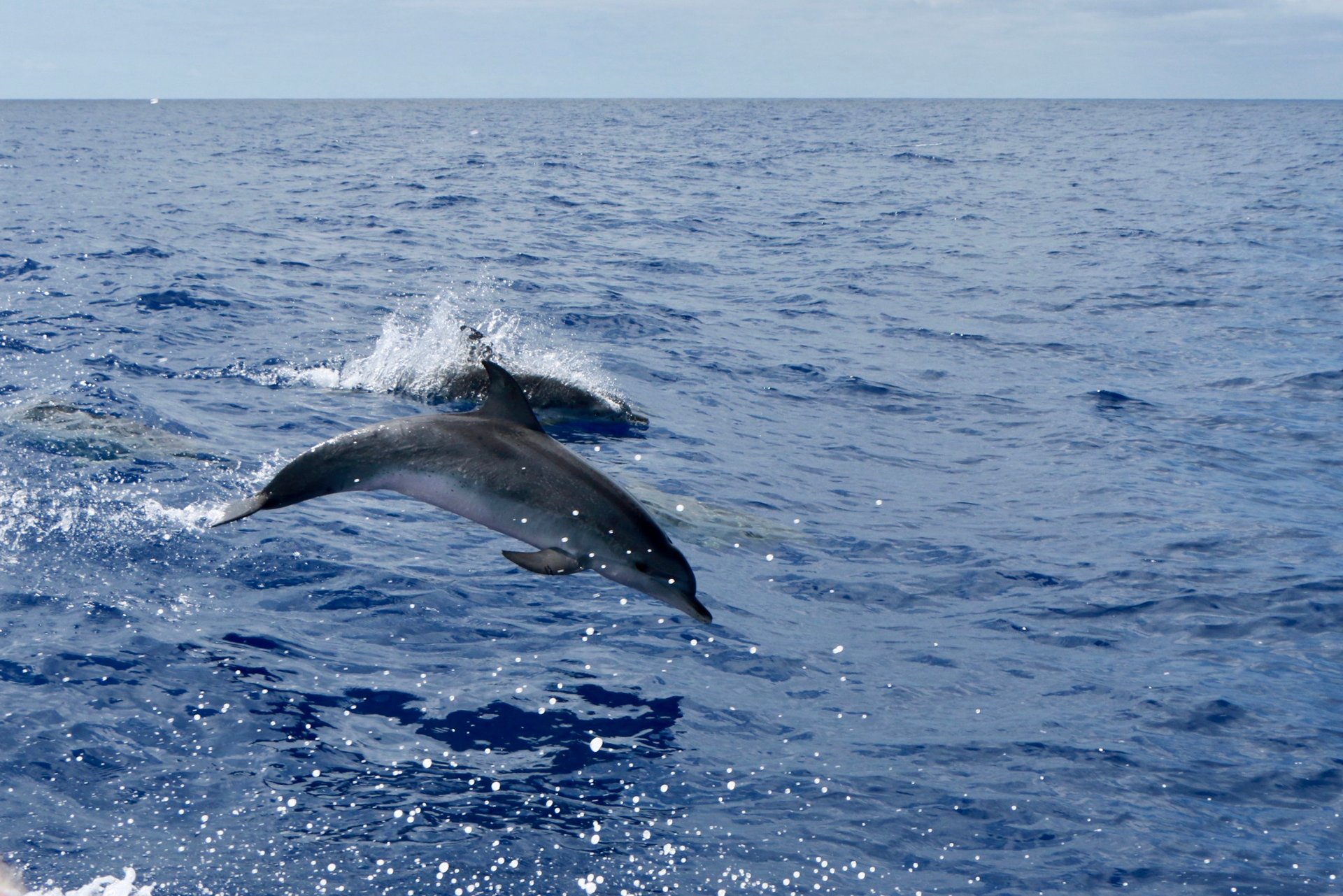 An Atlantic spotted dolphin leaping high out of the water with another surfacing nearby in the Madeira sea.
