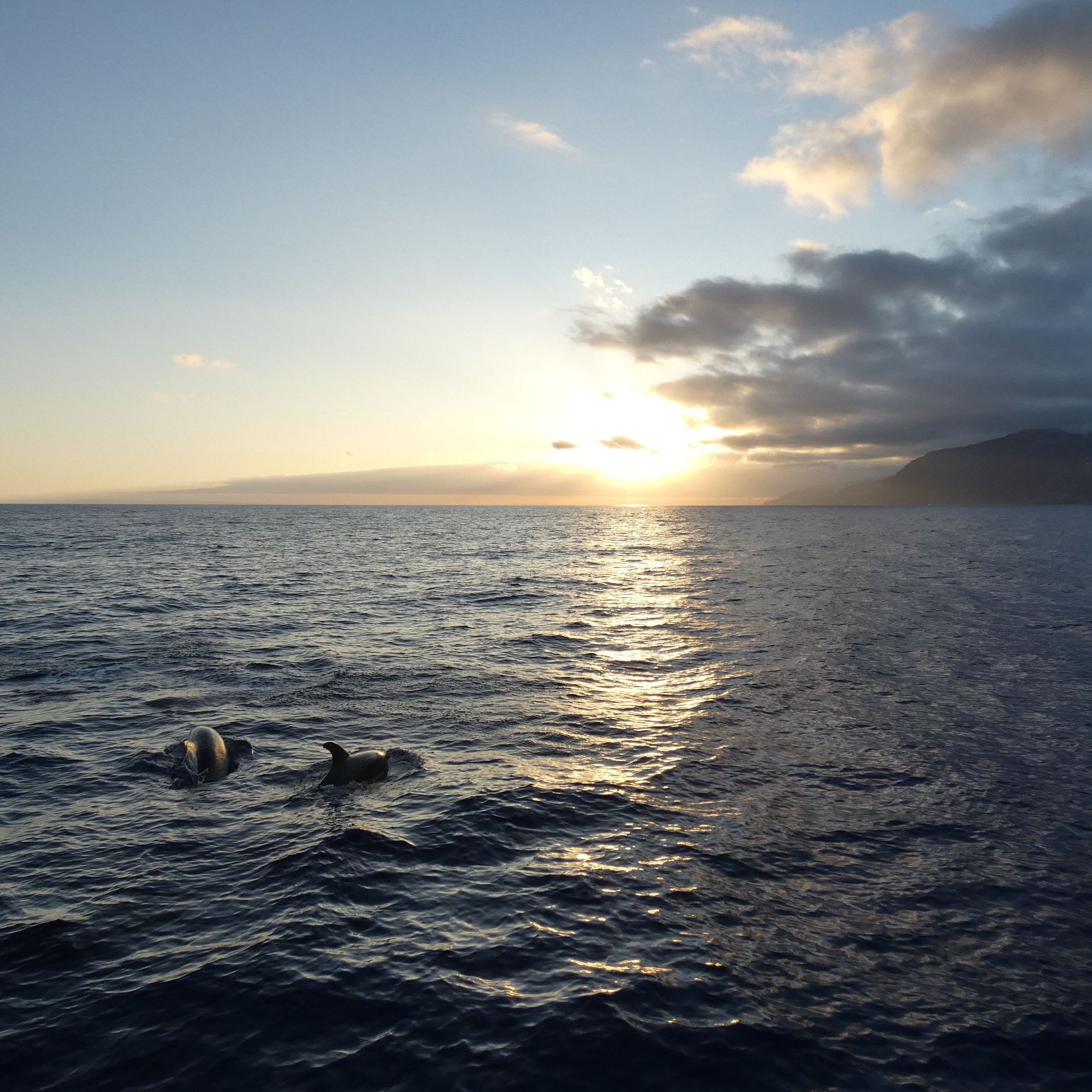 Two dolphins surfacing in the Atlantic Ocean during a sunset whale watching tour in Madeira.