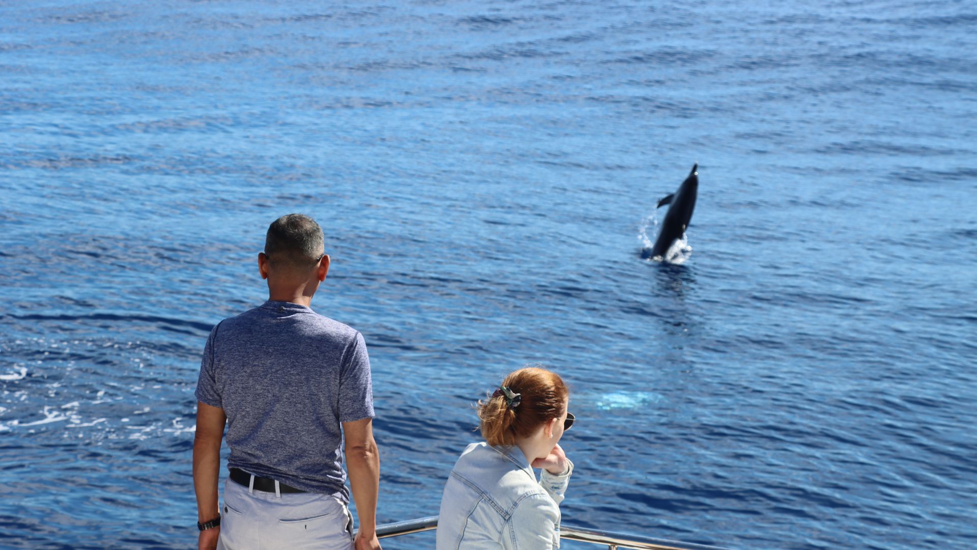 A jumping dolphin captured during a dolphin watching tour in Madeira with VIP Dolphins luxury boat tours.