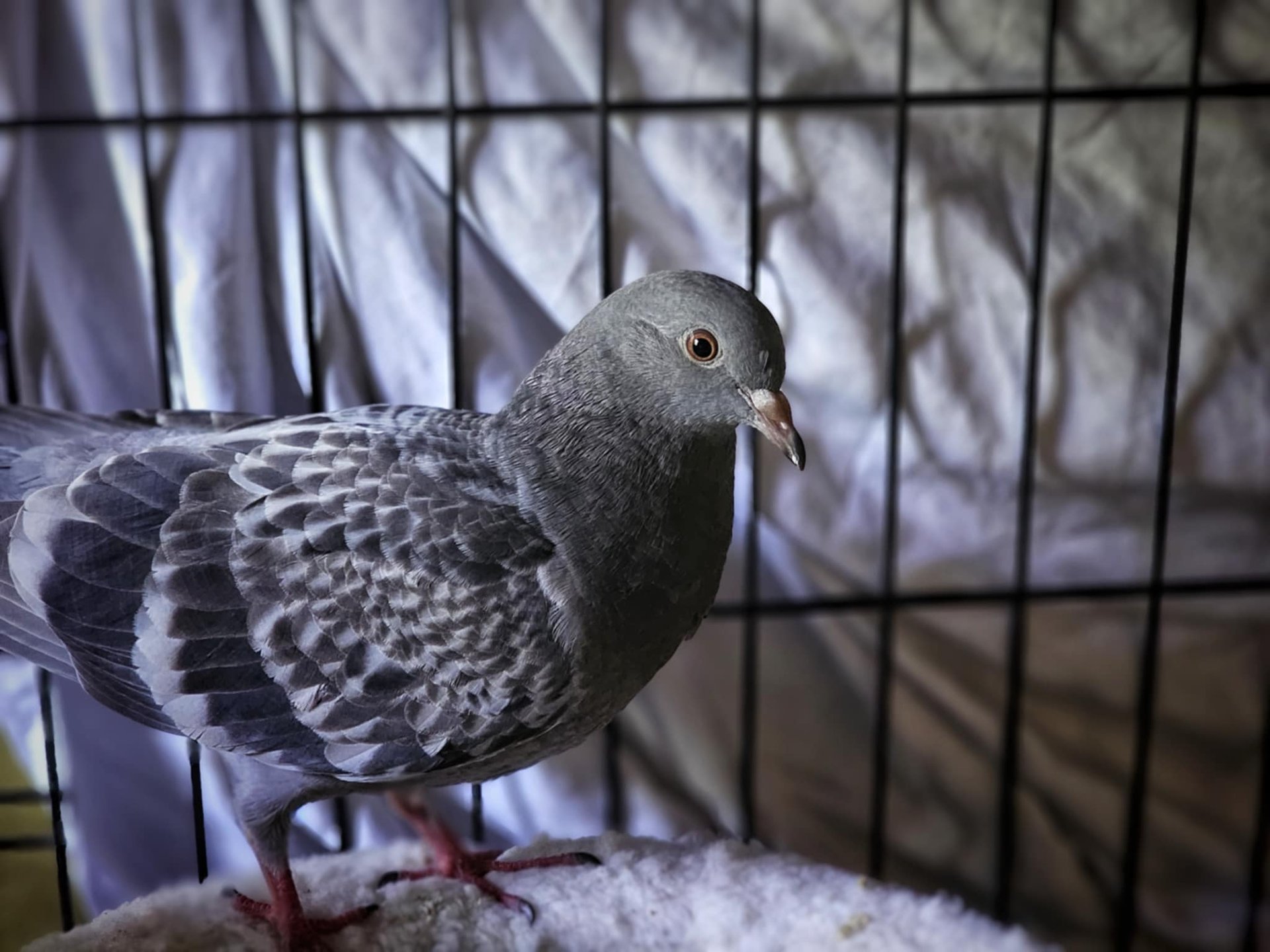 A flock of birds walking across a street