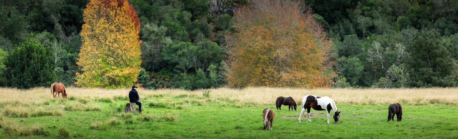 Photographer sitting in a grassy field with grazing horses and autumn trees during a creative photography retreat.