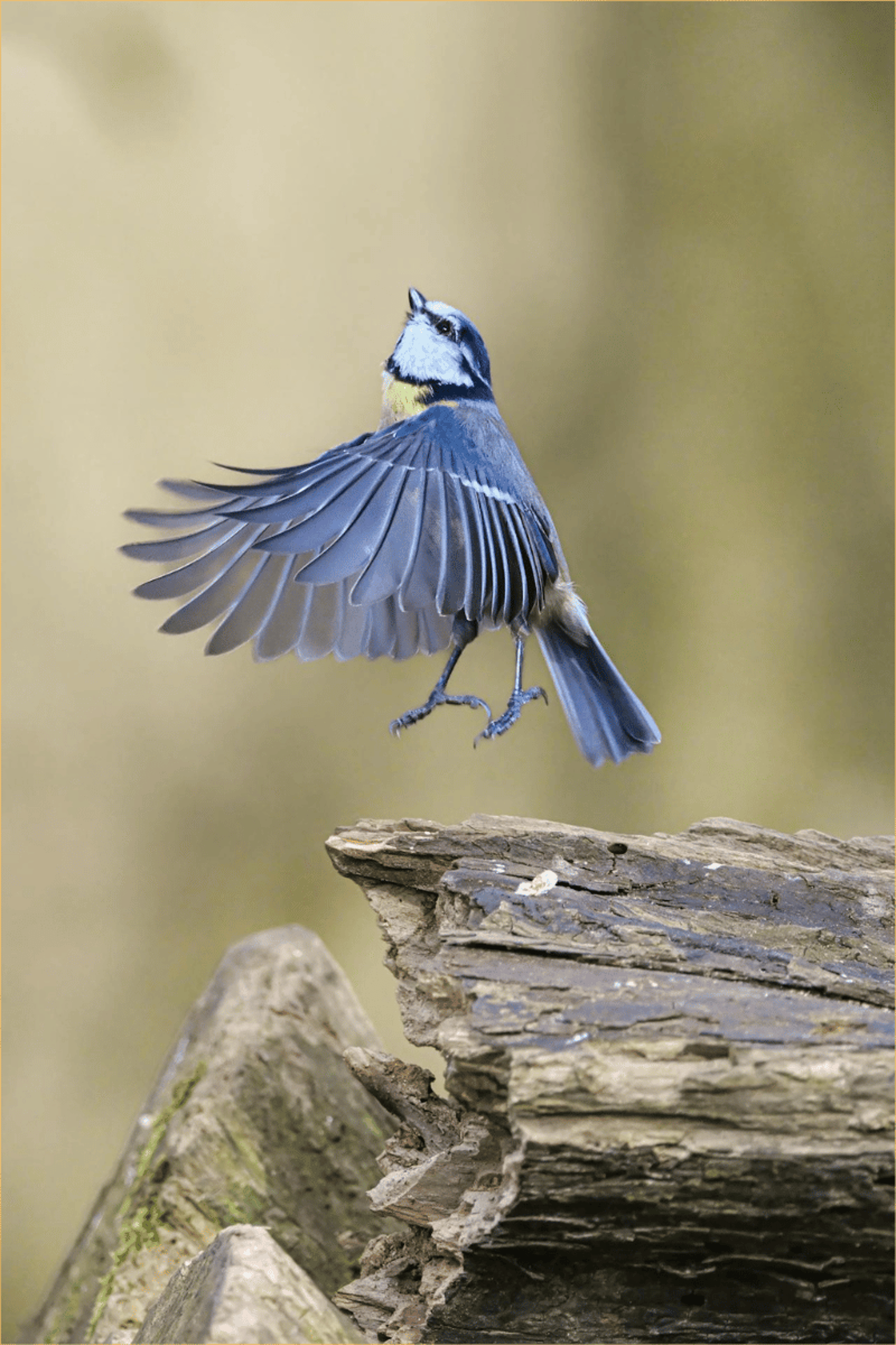 Blaumeise