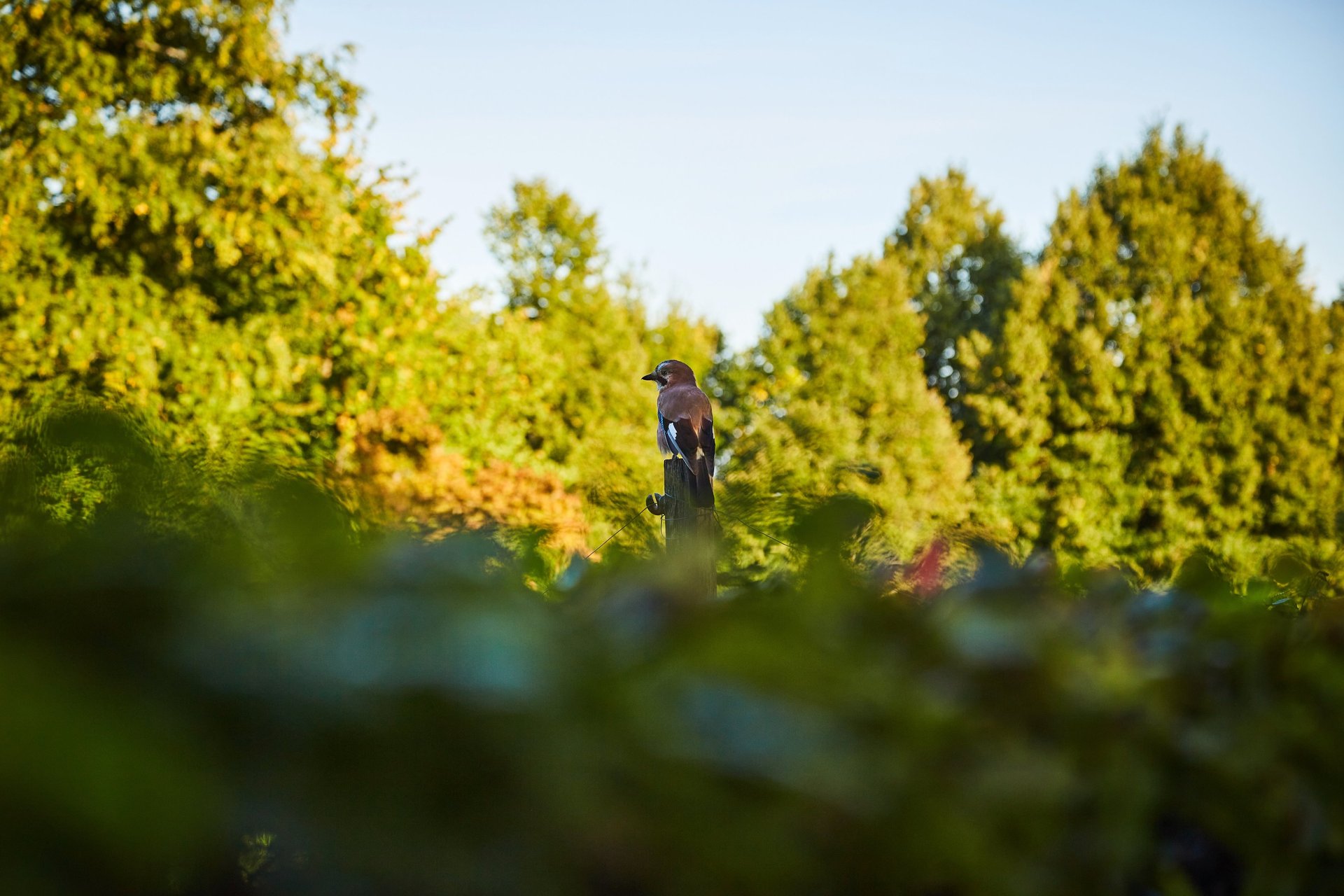 red blue and black abstract painting