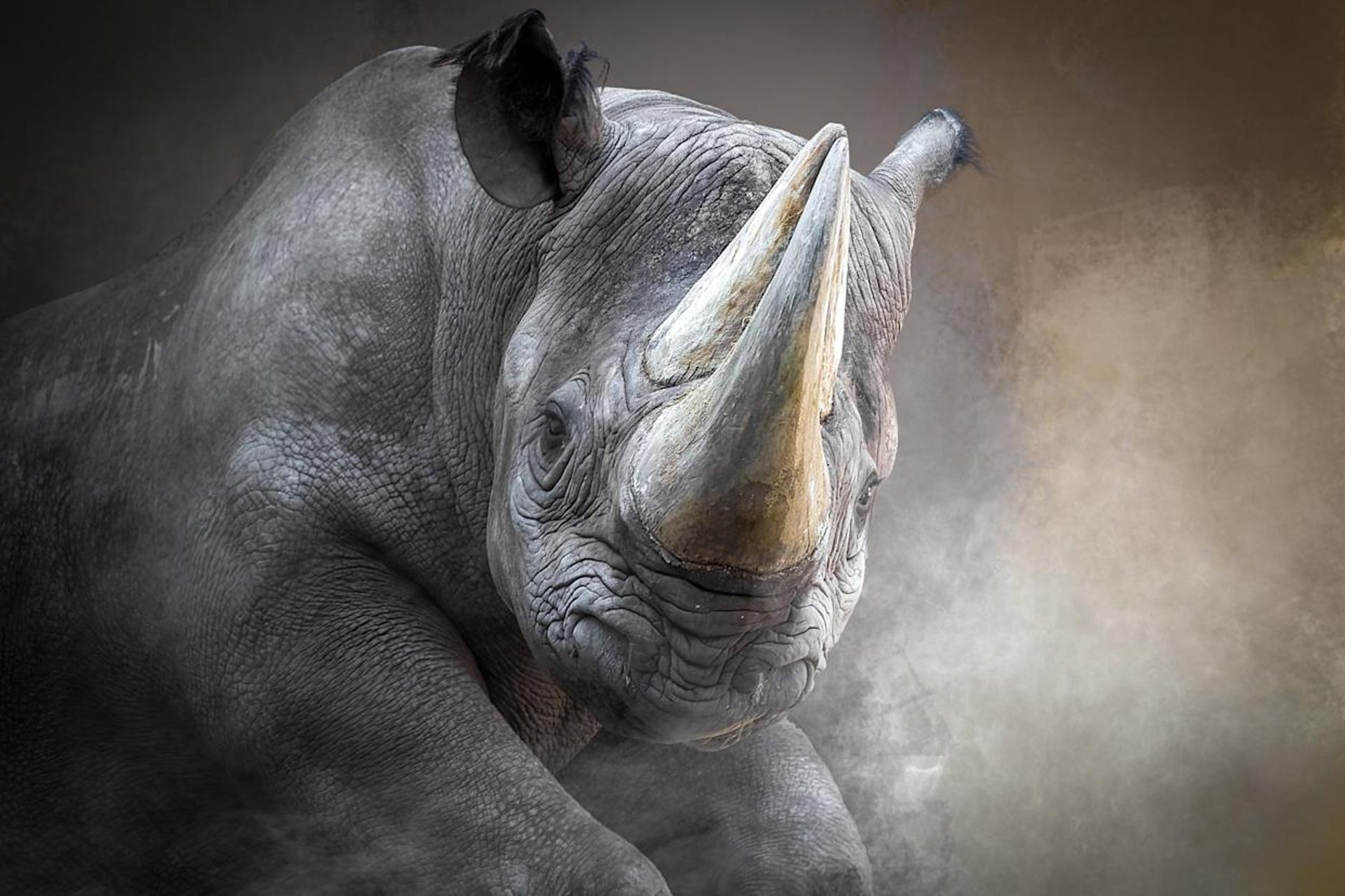 gray rhino digital wallpaper