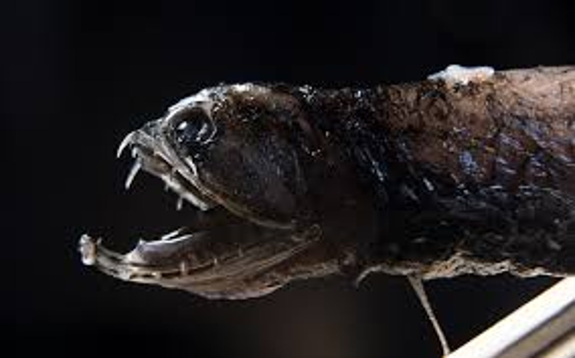 deep_sea.jpg