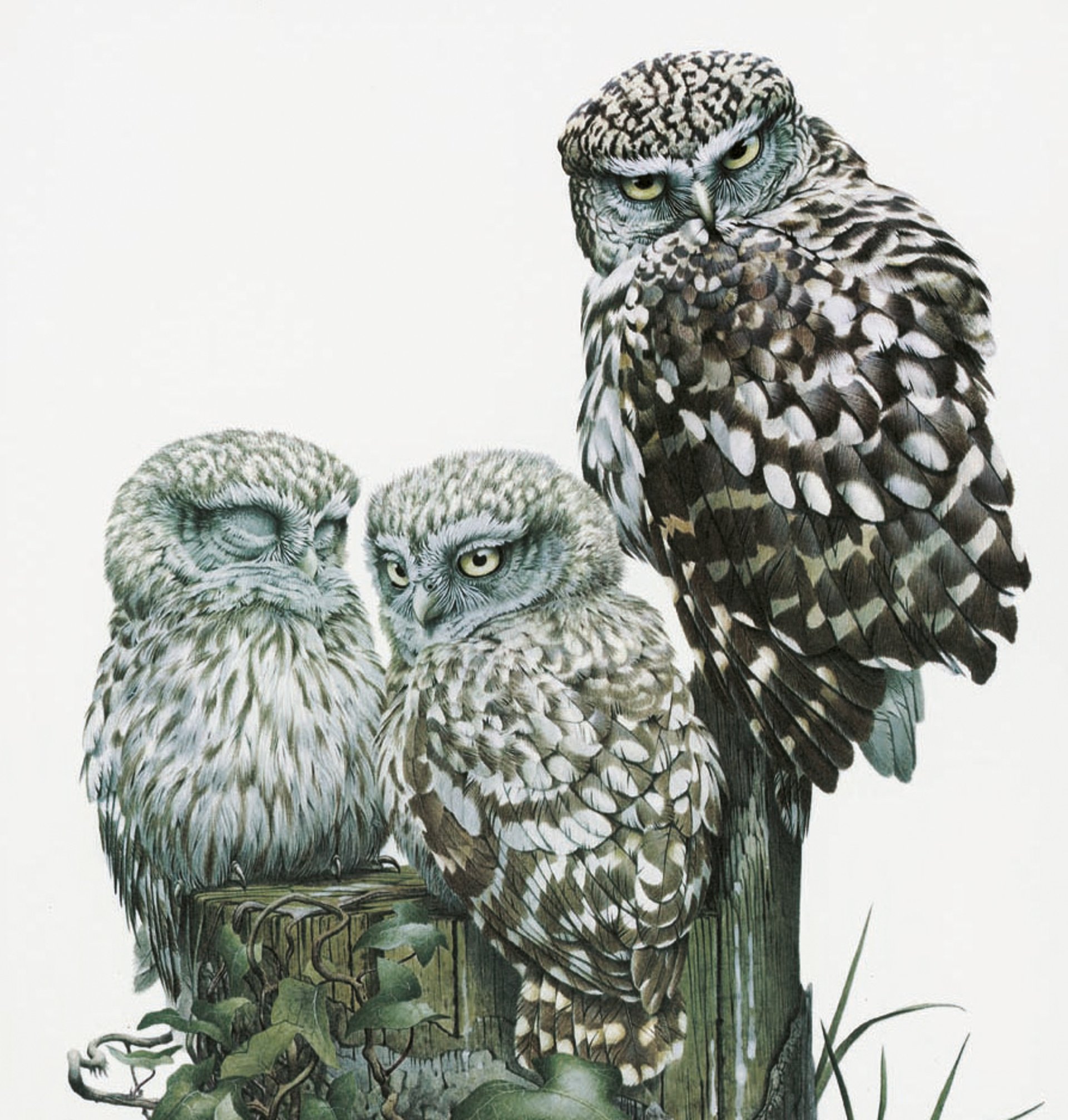 Little Owl family on tree stump