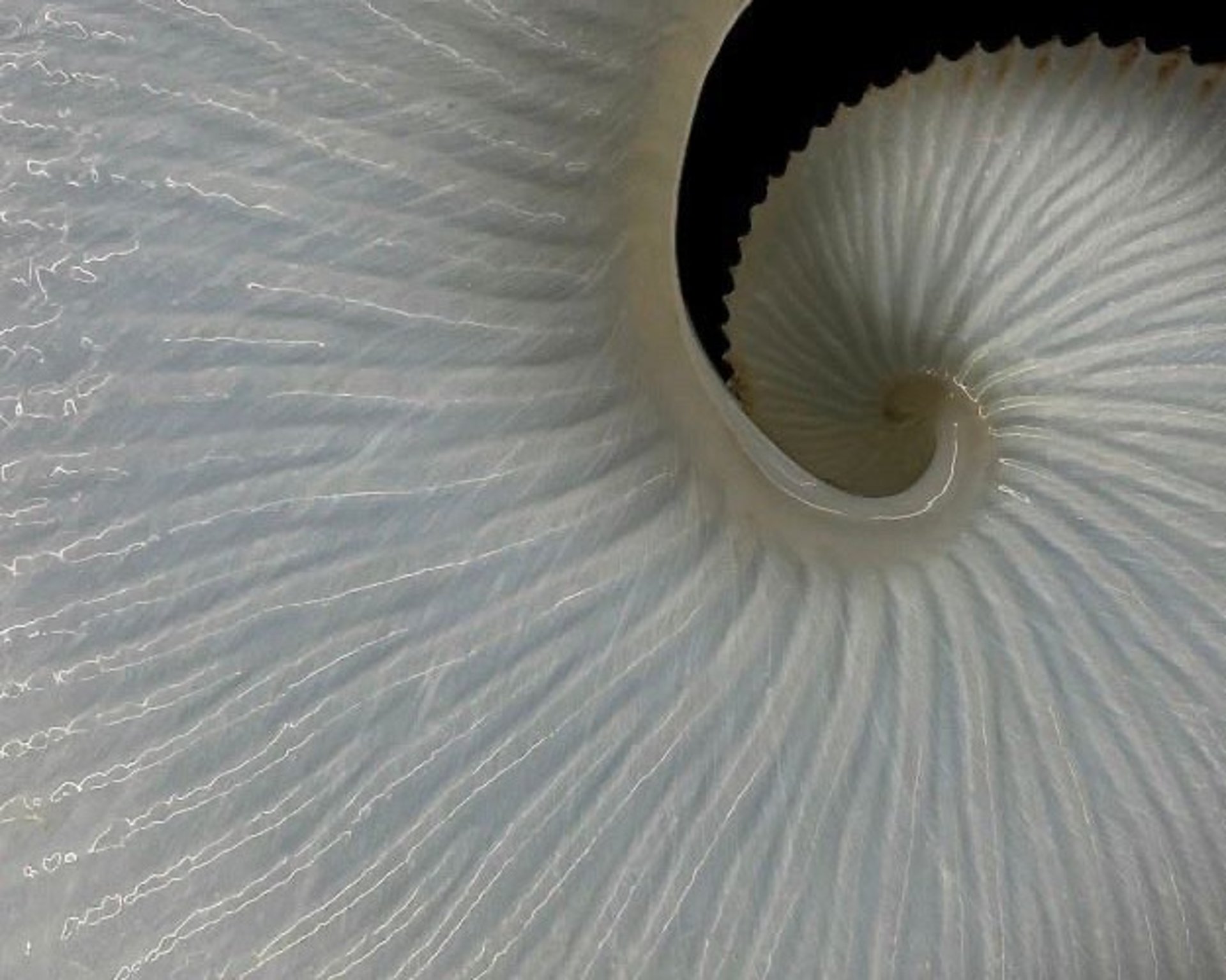 an abstract photo of a curved building with a blue sky in the background