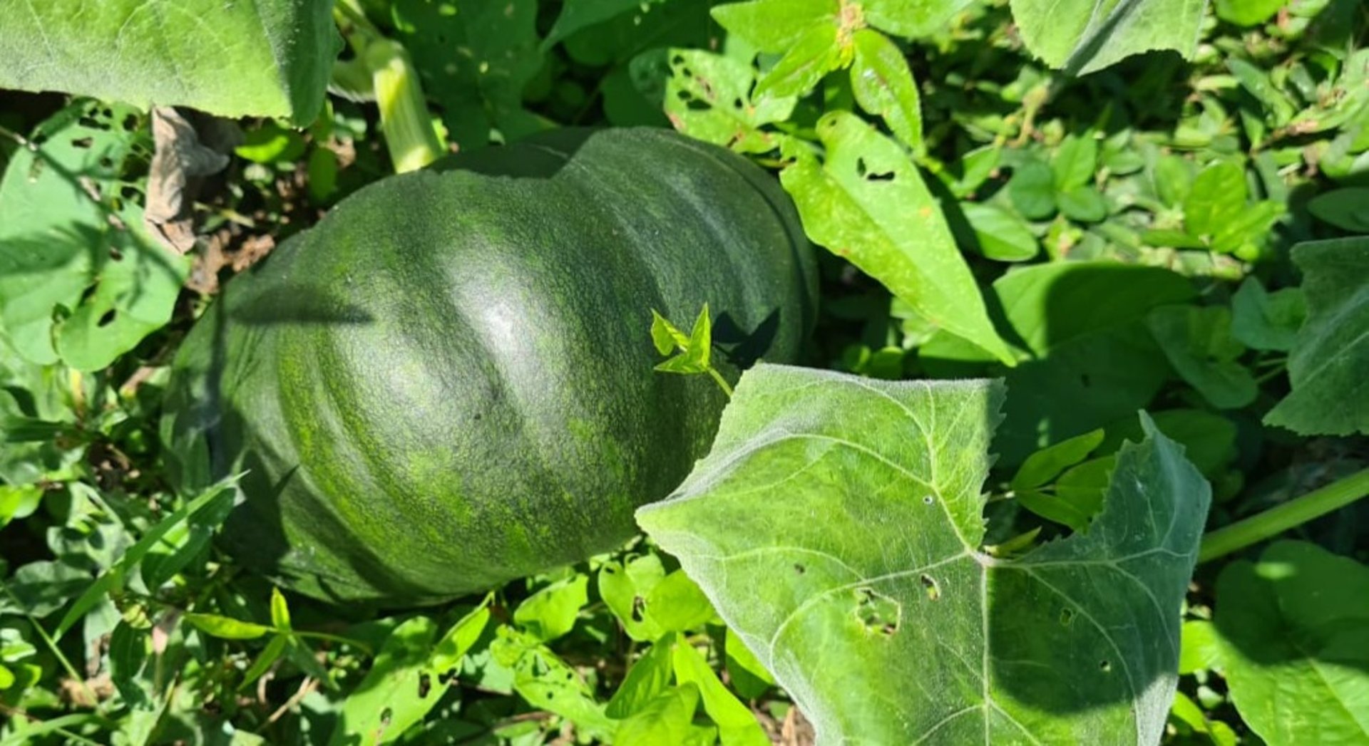 an abstract photo of a curved building with a blue sky in the background