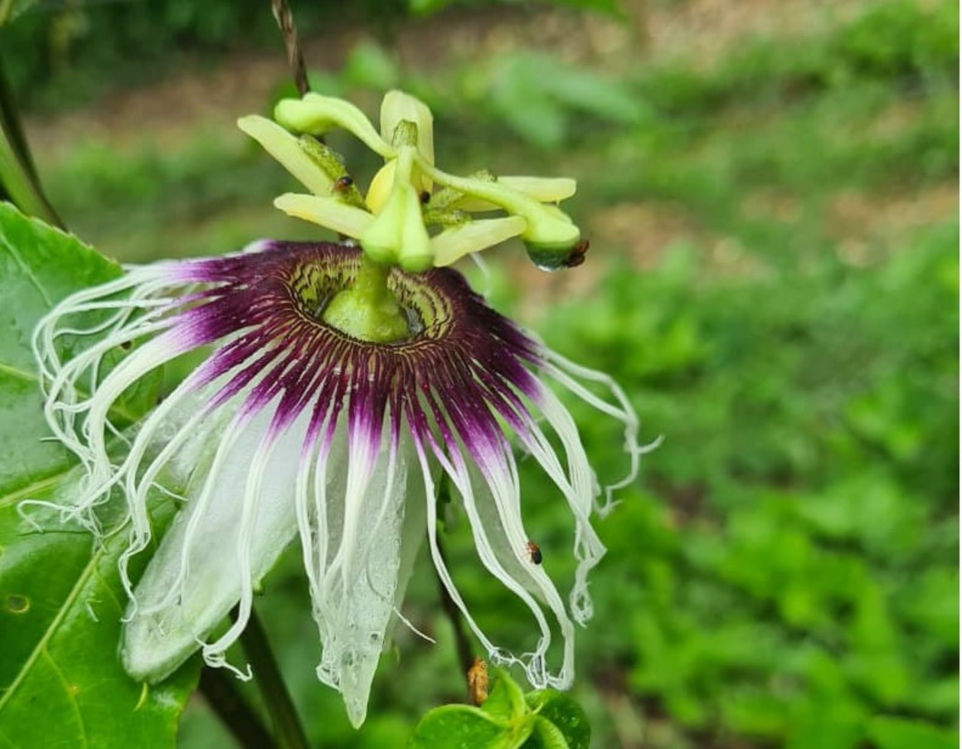 black and white bed linen