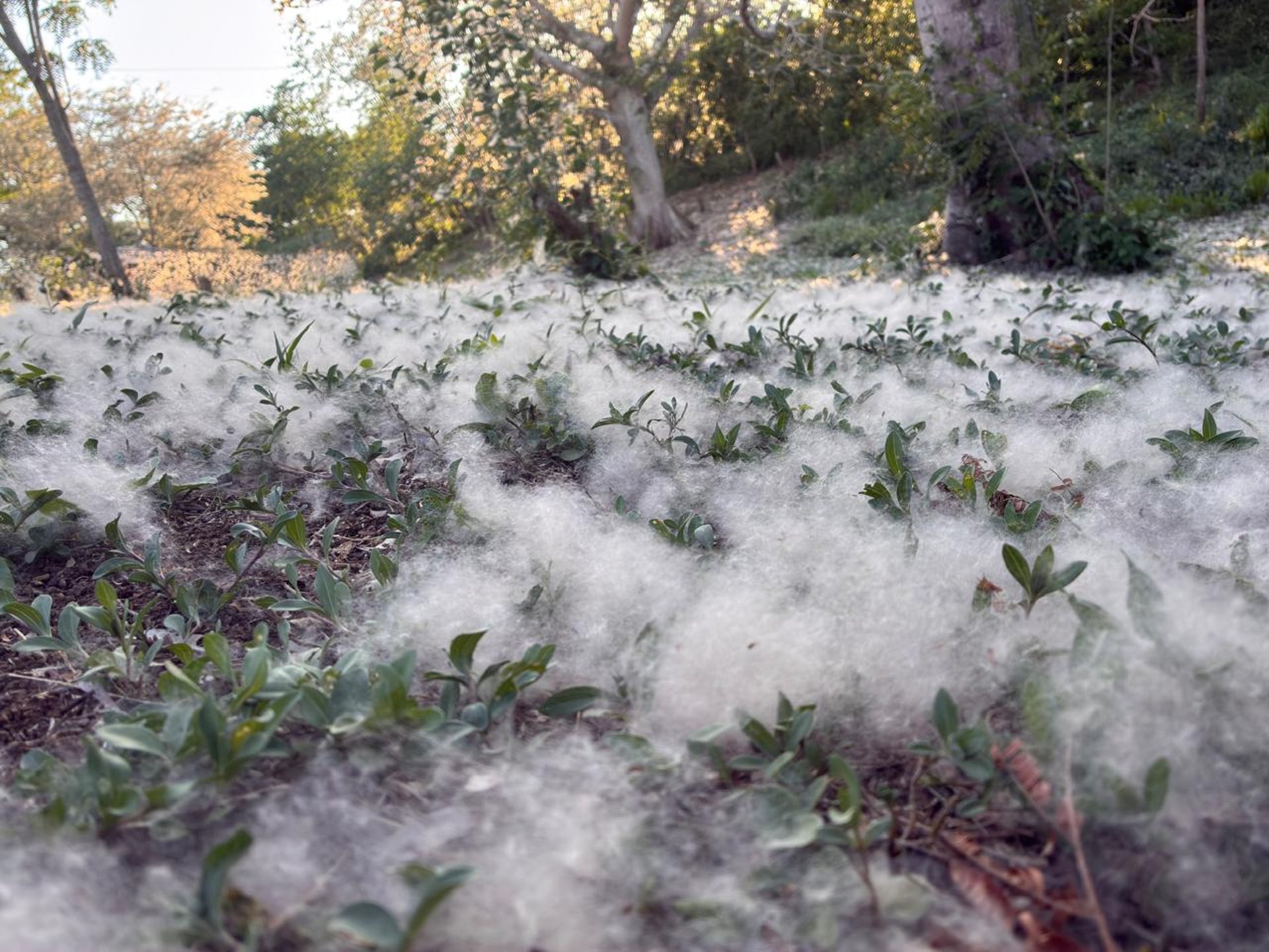 black and white bed linen