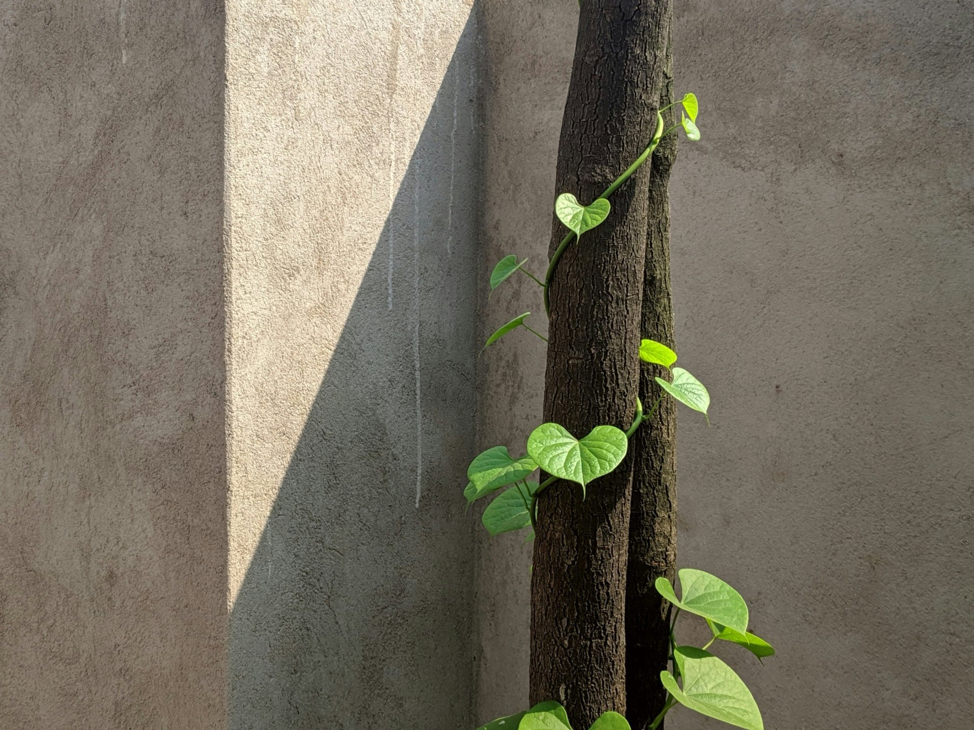 plante qui grimpe autour d'un tronc et symbolise la sensualité