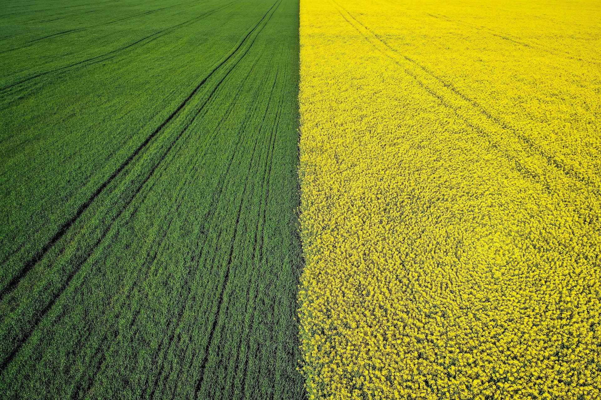 aerial view of green field
