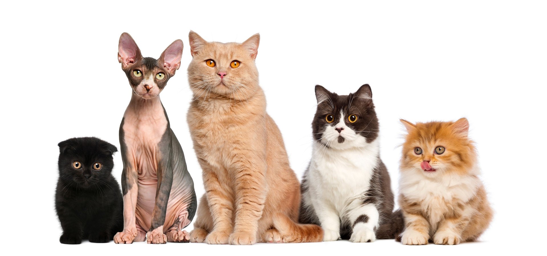 pet-photo-background