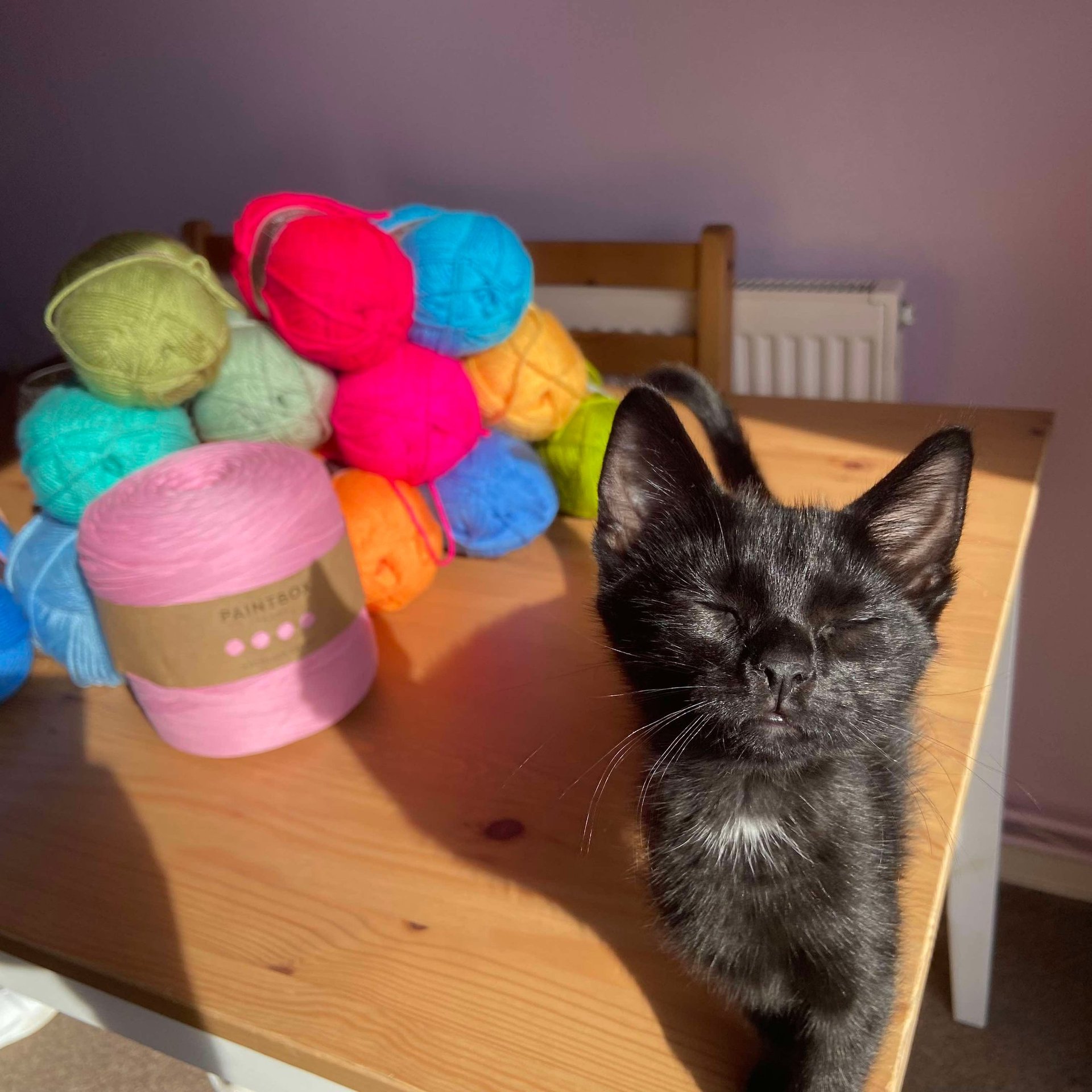 A black cat standing in front of a pile of colourful wool 