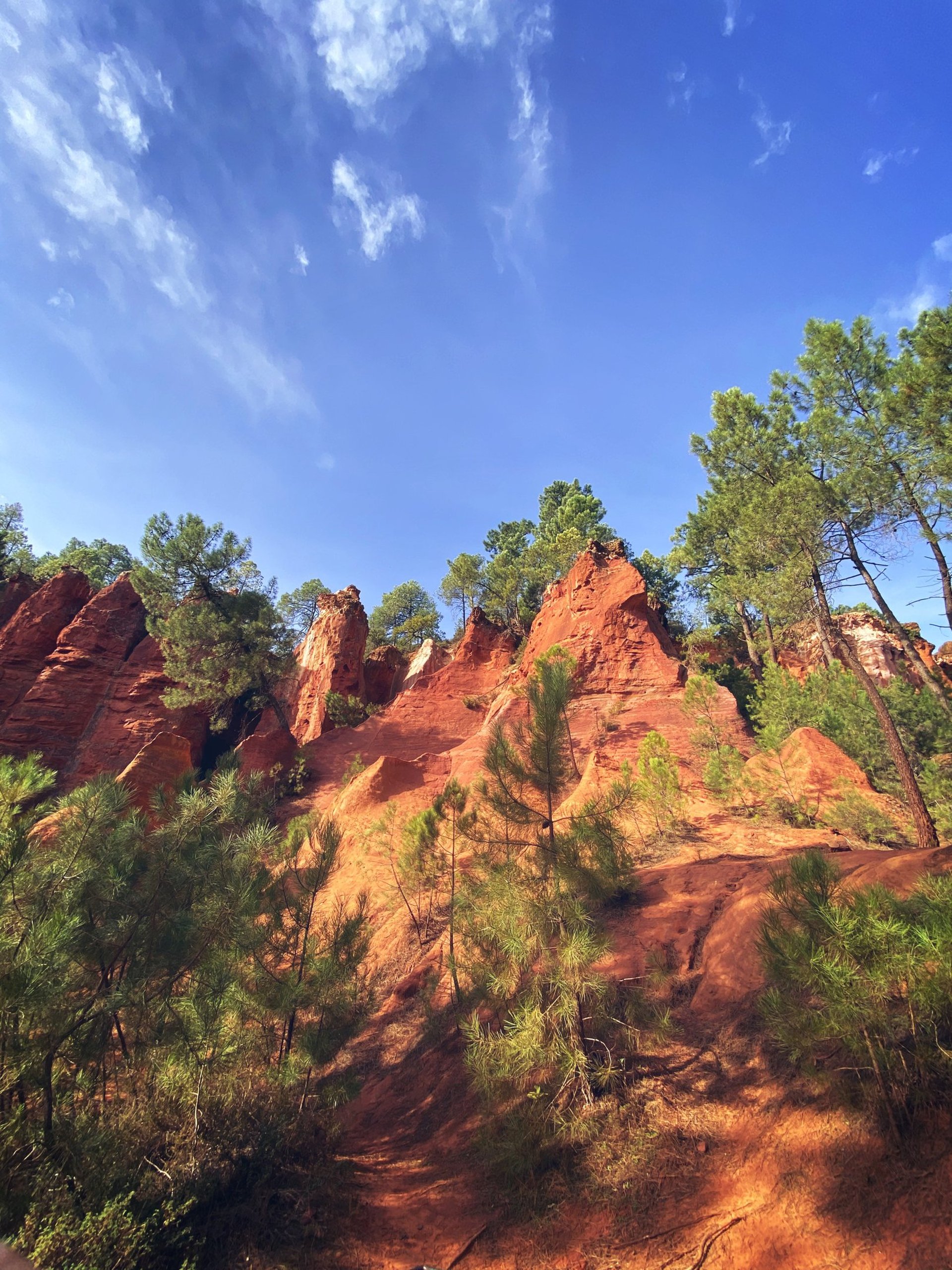 Forest during daytime