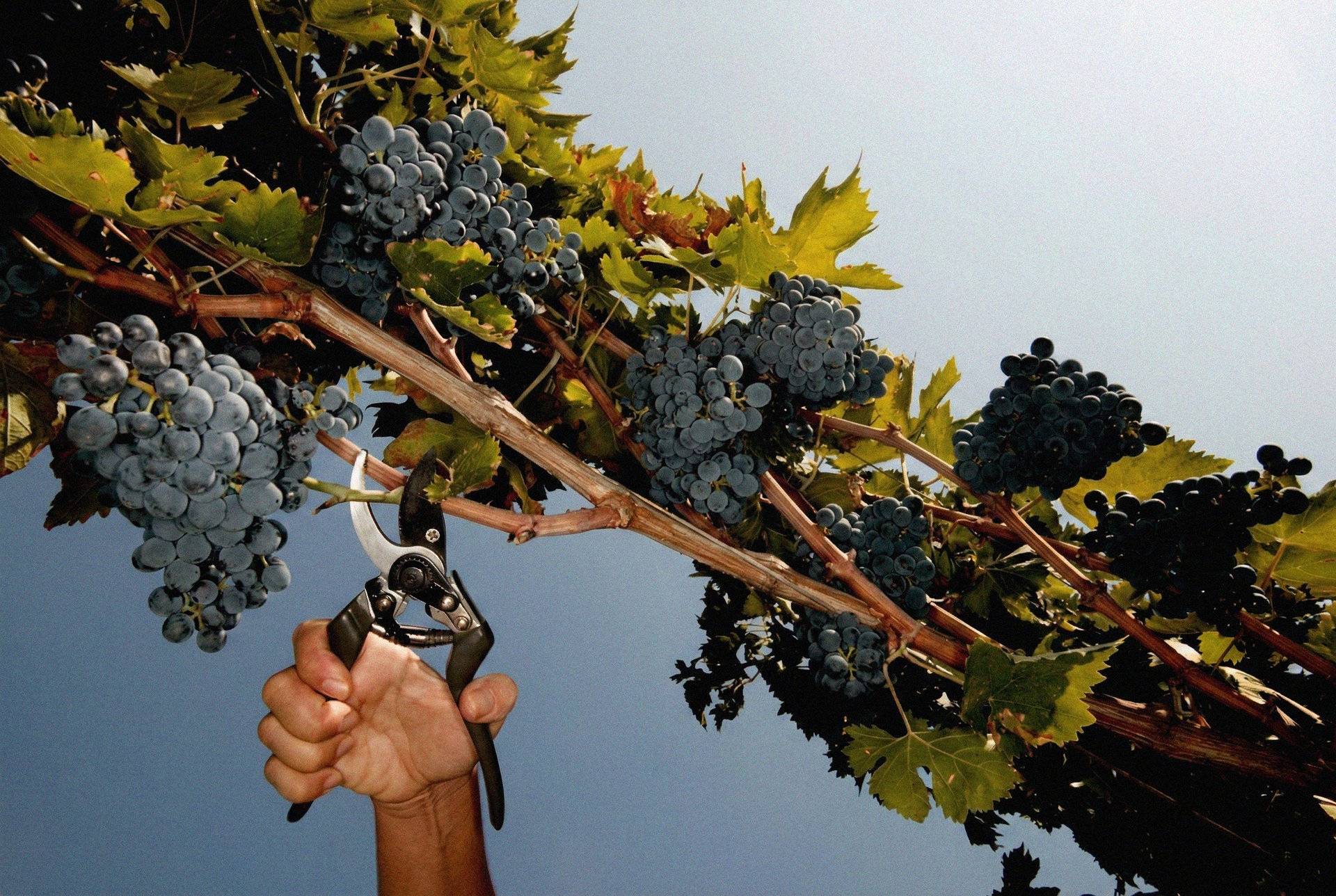person holding grapes