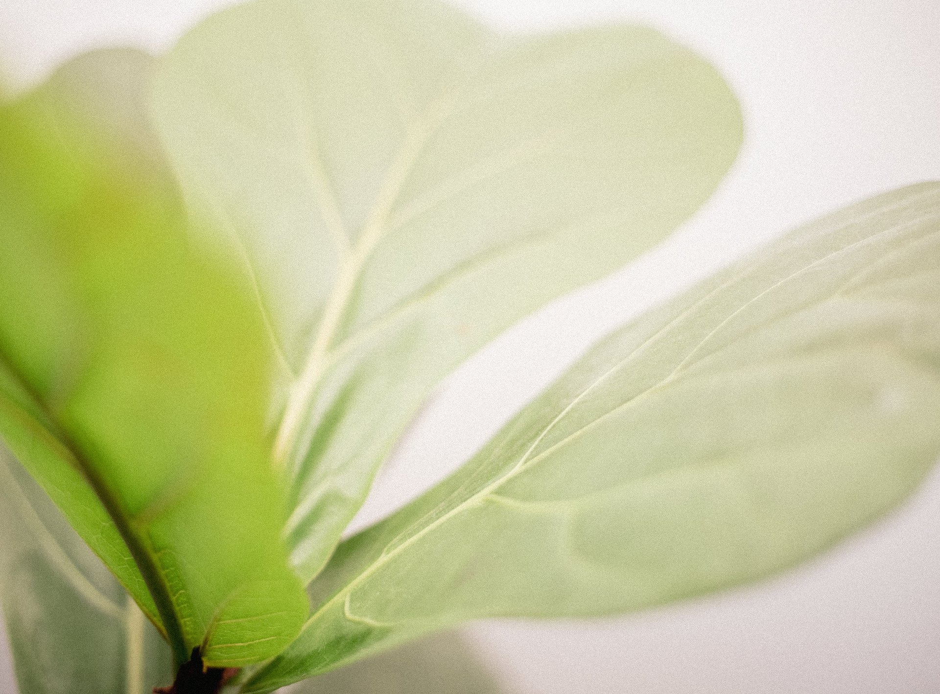 Billede af plante i klinik for kropsterapi i københavn