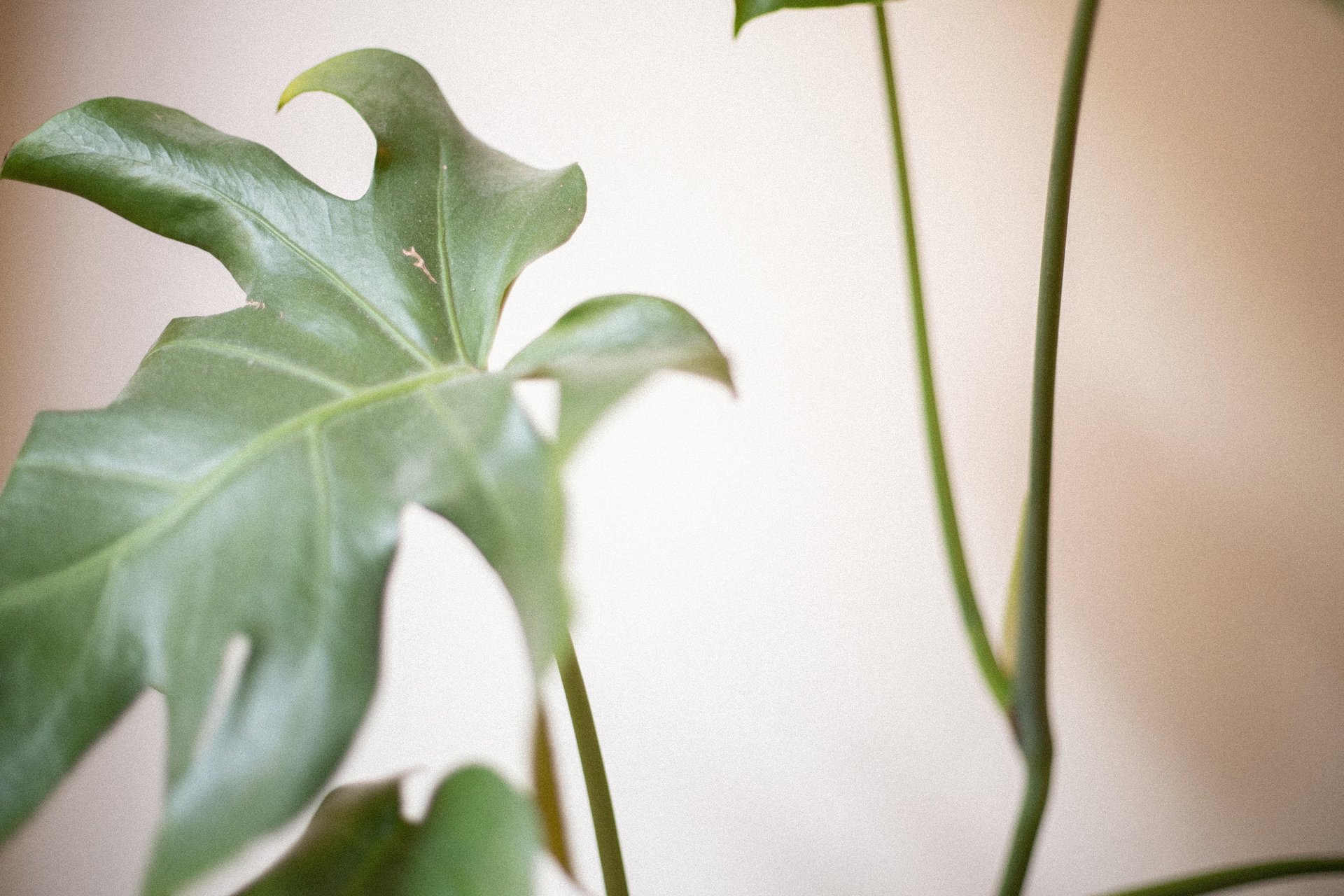 Plante i klinik for kropsterapi på Nørrebro i København