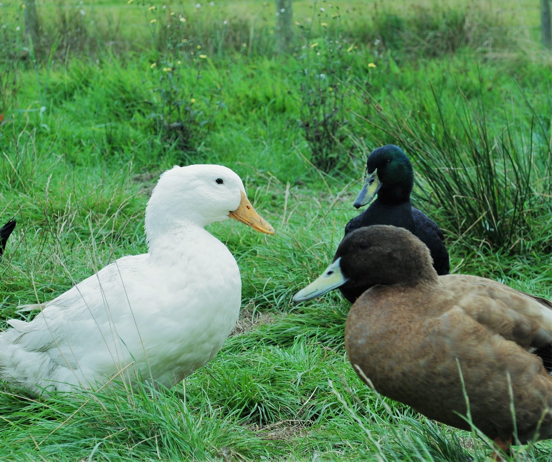 black and white bed linen