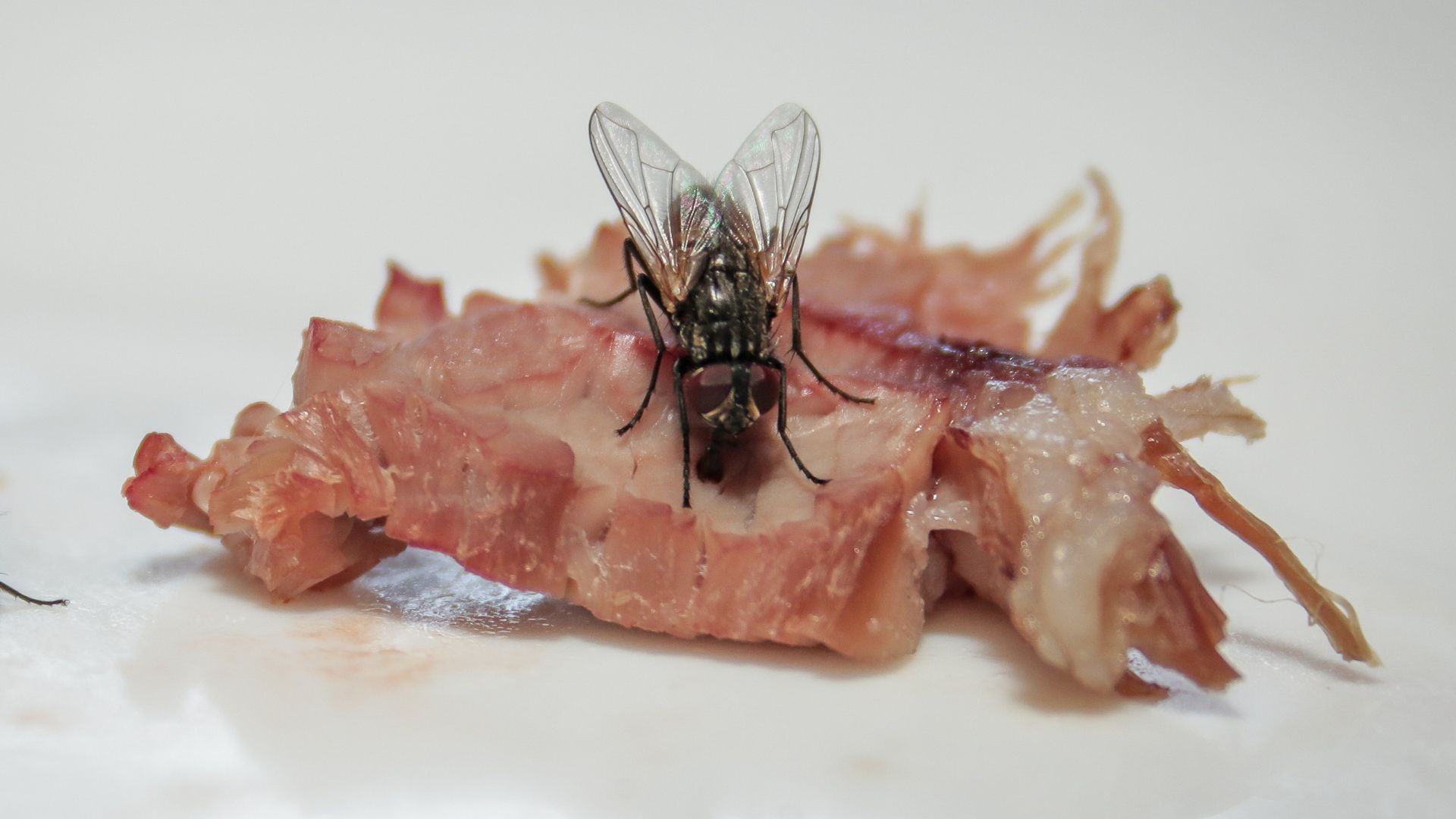 a fly eating meats