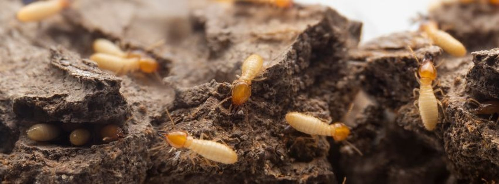 substerranean termite soldiers patrolling