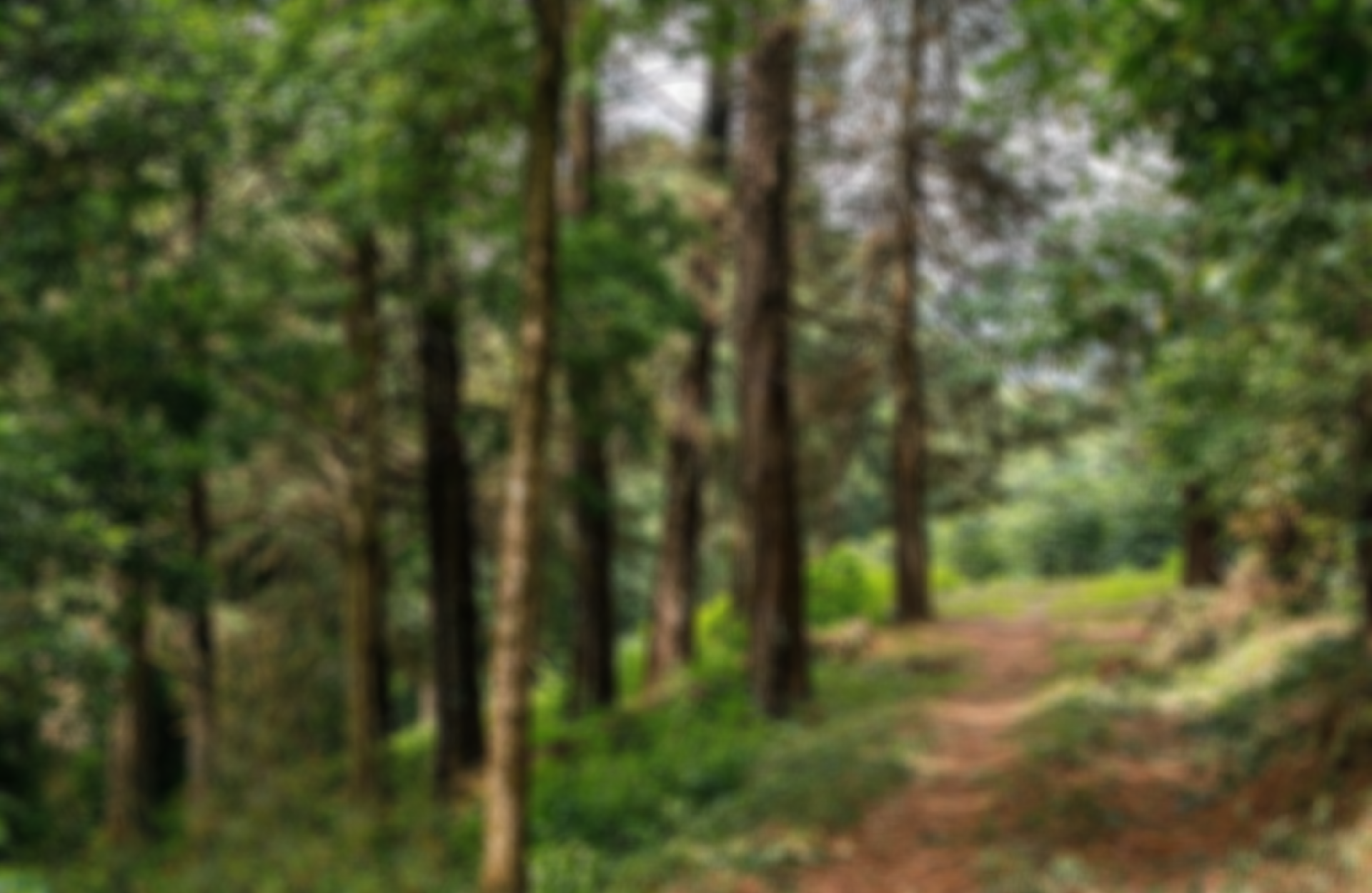 A forest filled with lots of trees and bushes