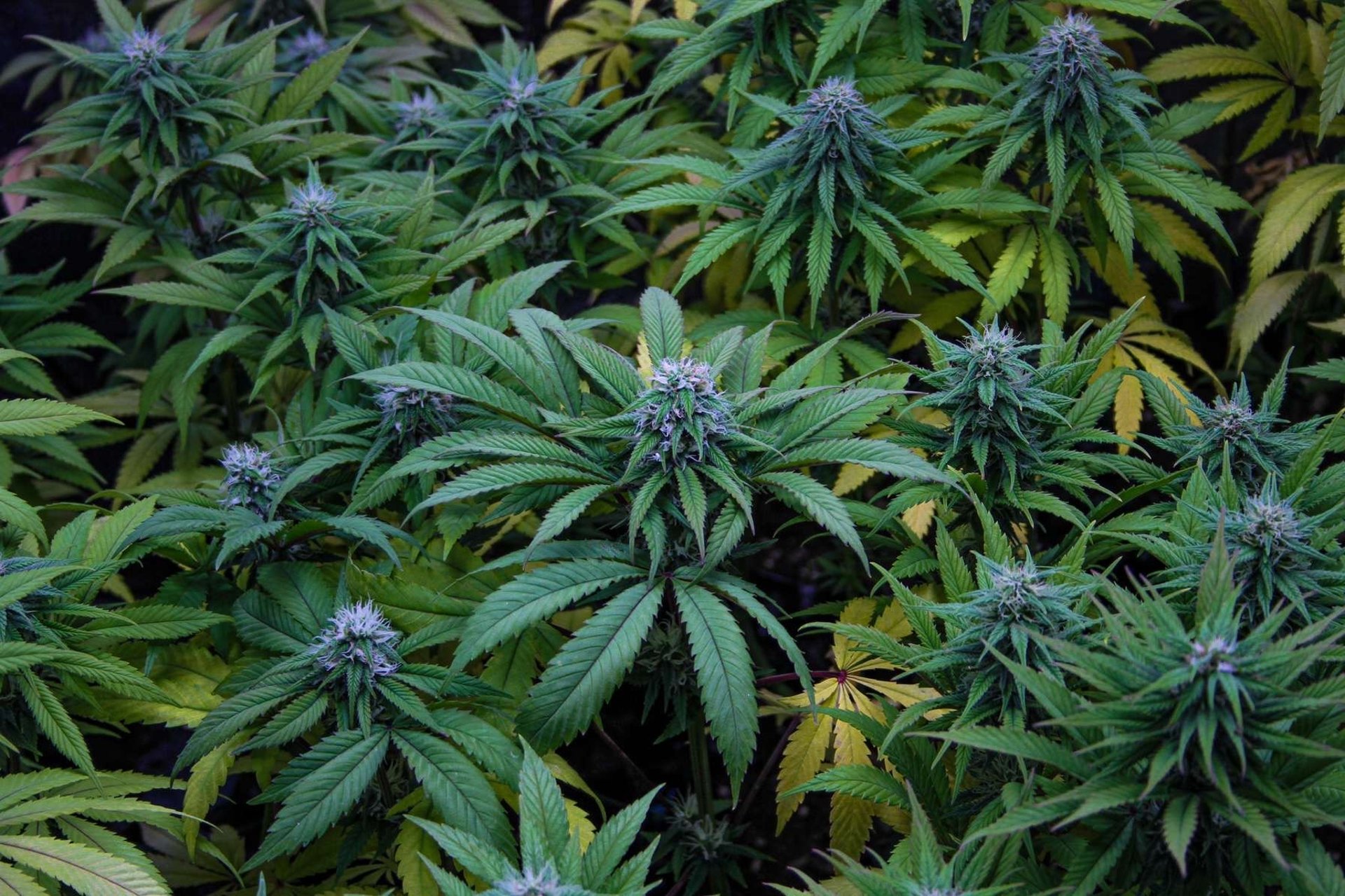 black and brown leather padded tub sofa