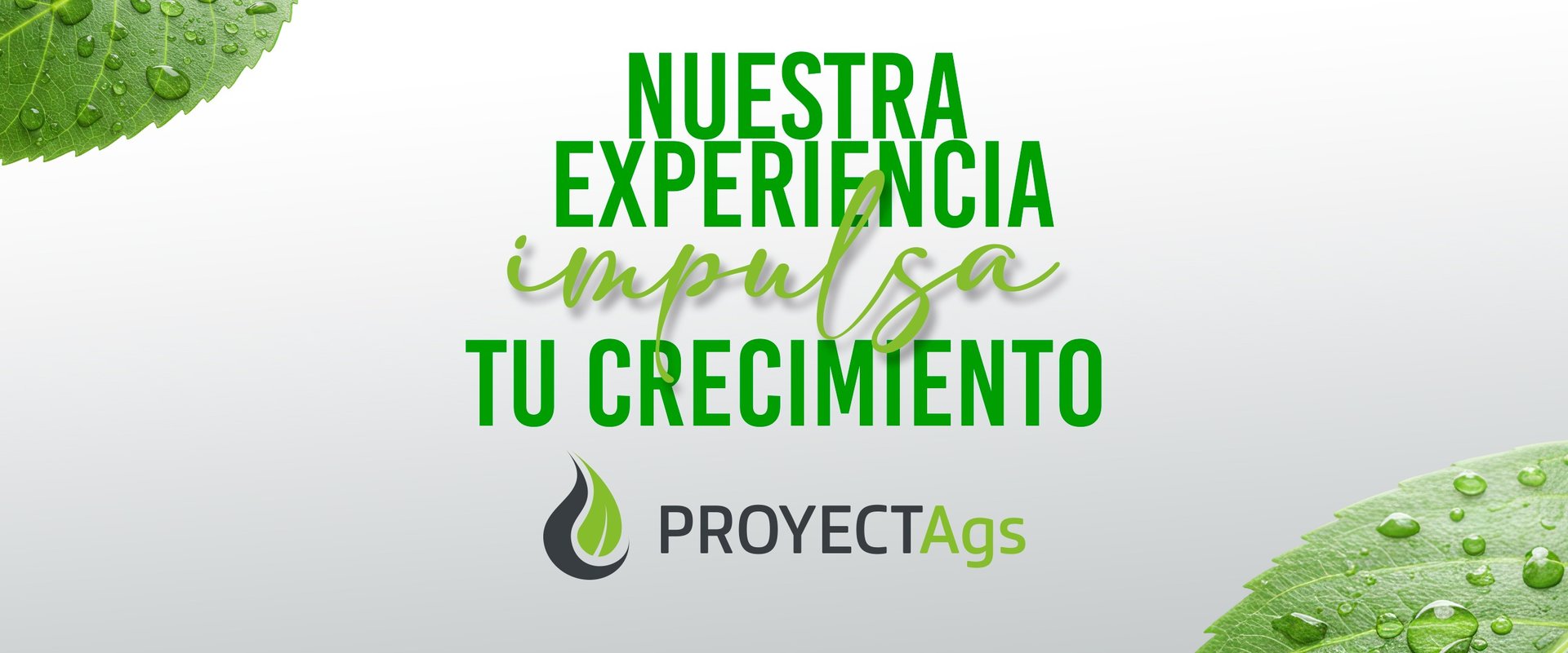 A dirt road in the middle of a forest