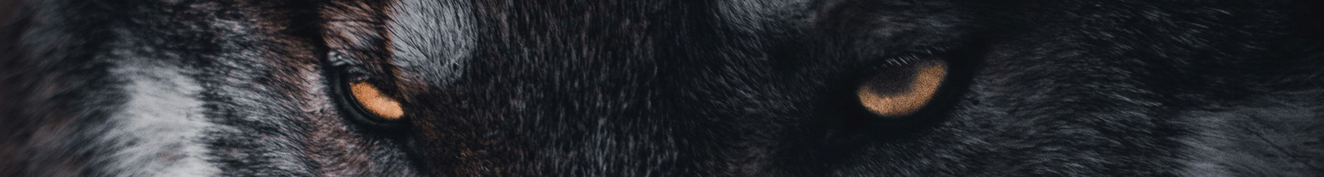 brown and black wolf in close up photography