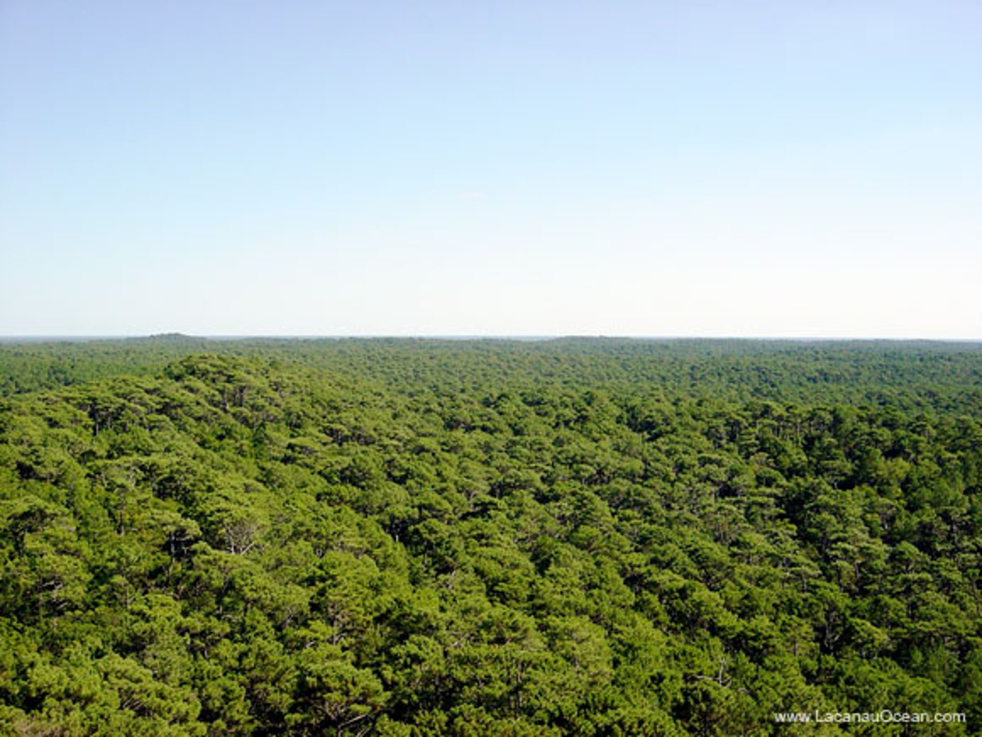 black and brown leather padded tub sofa