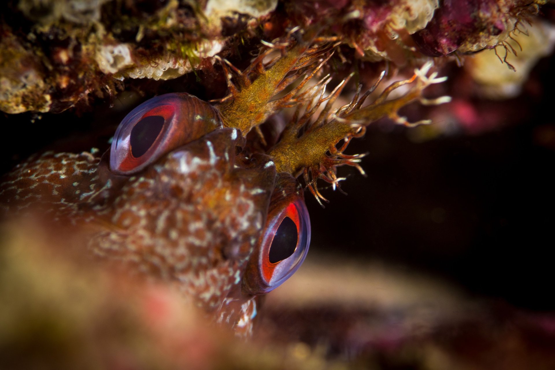 gray computer monitor