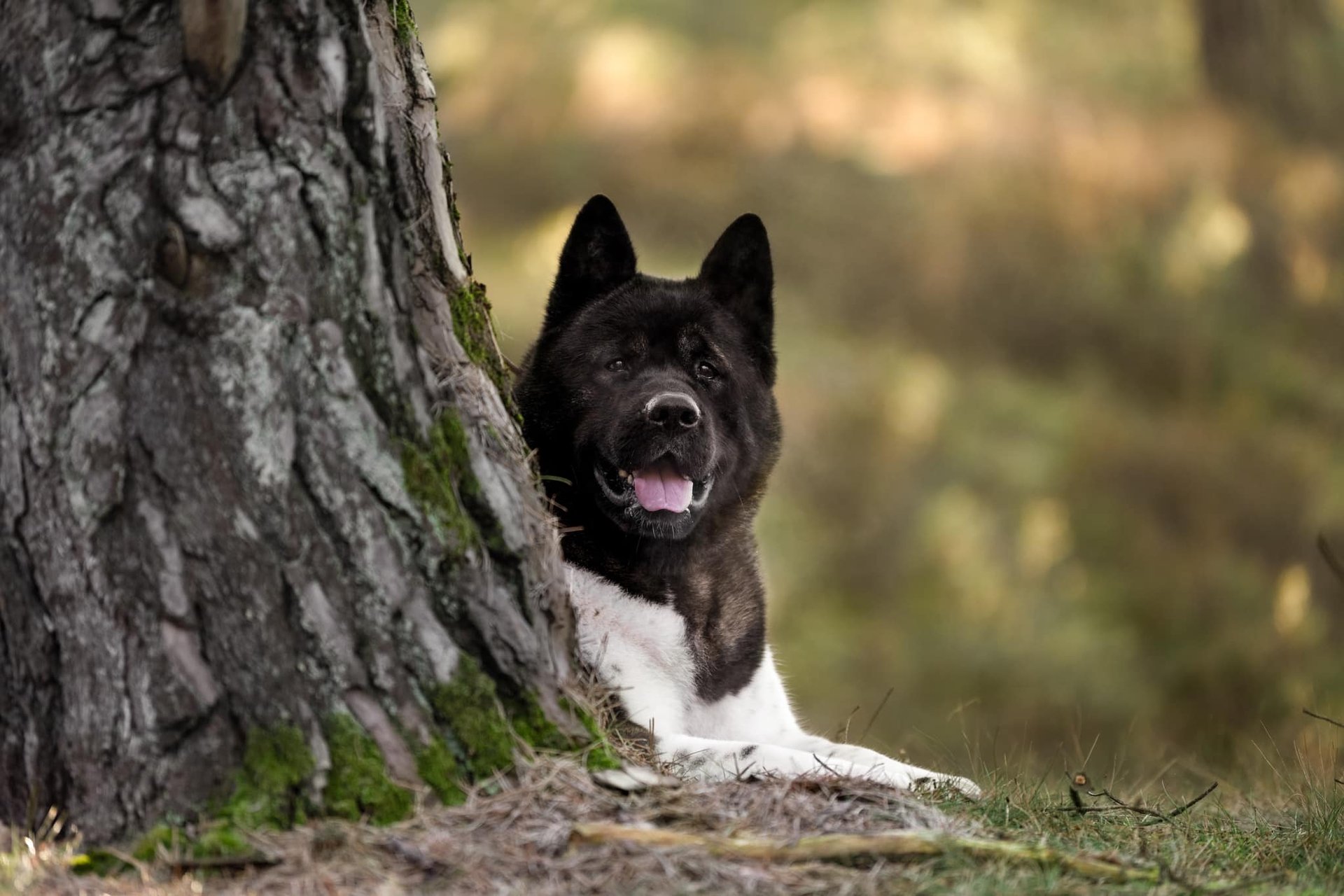 black and white bed linen