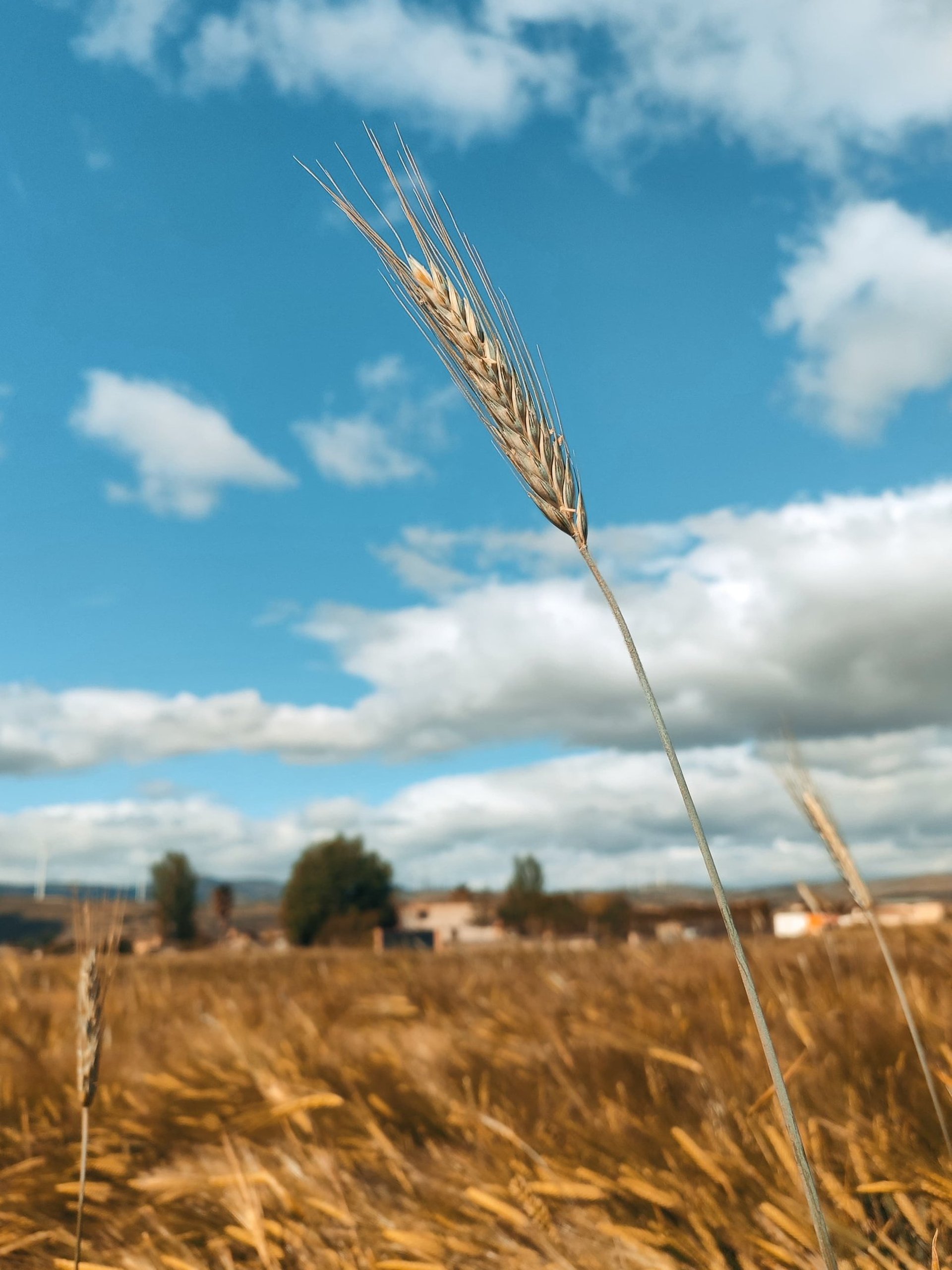 selective focus photography of hay