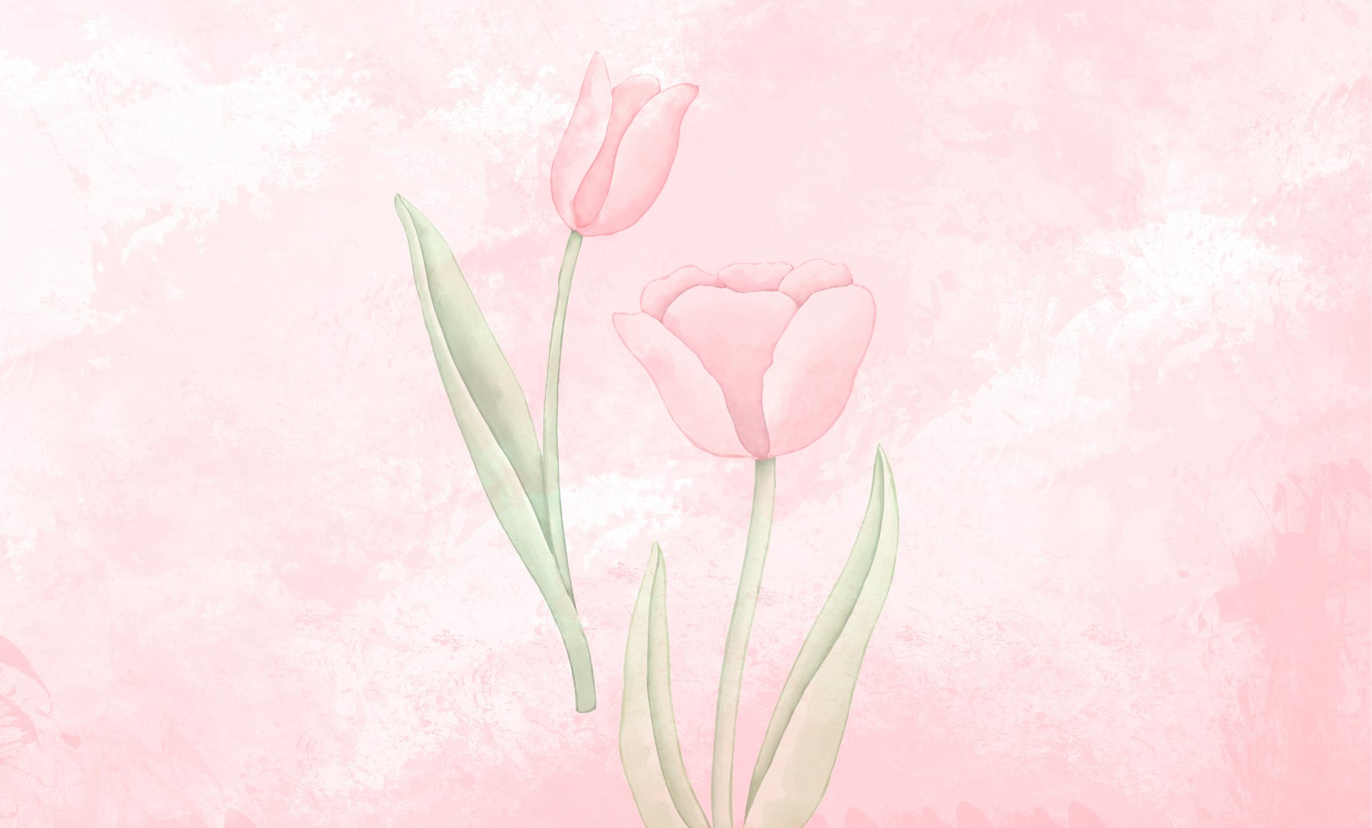 pink and white tulip flowers