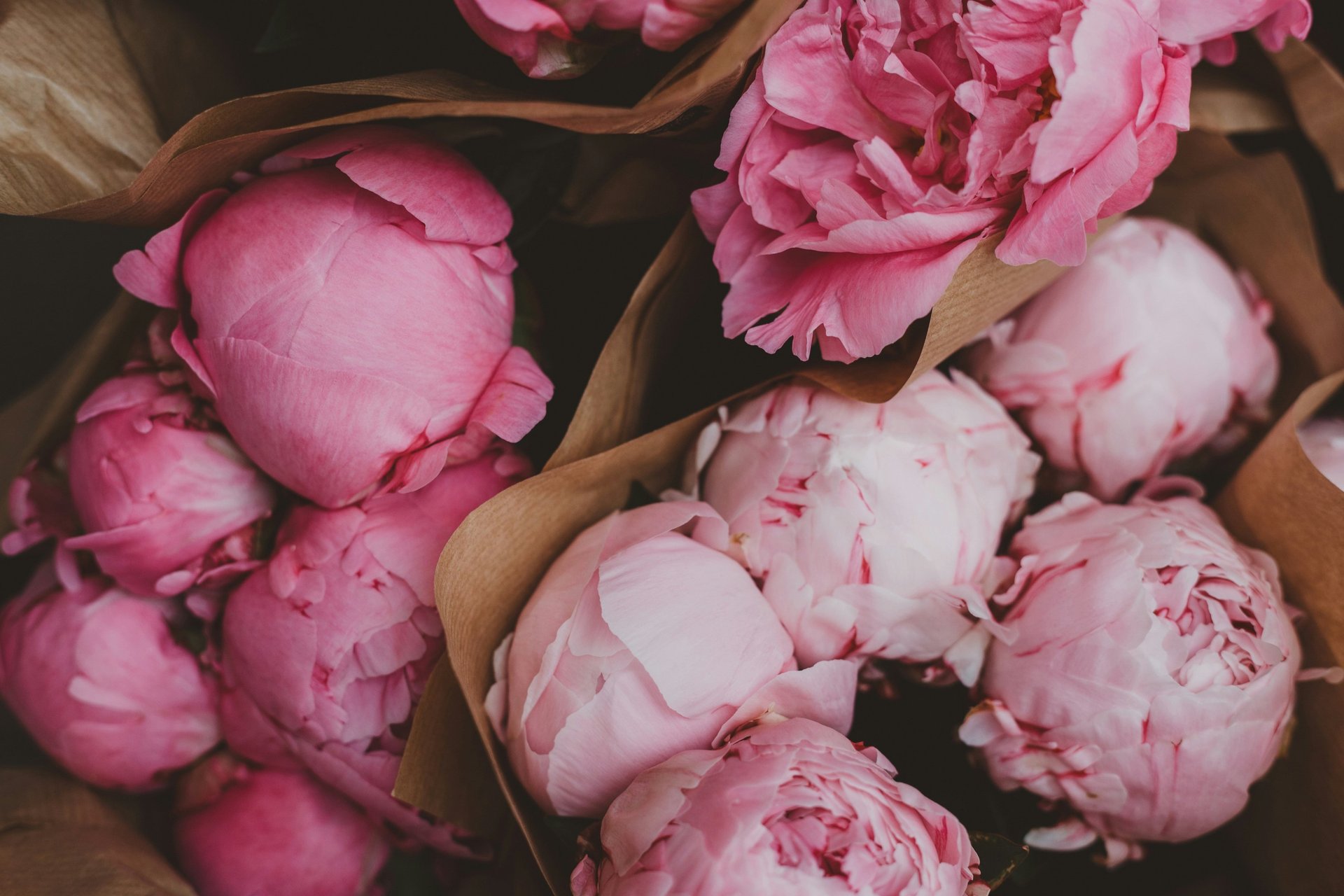 woman holding dried flower