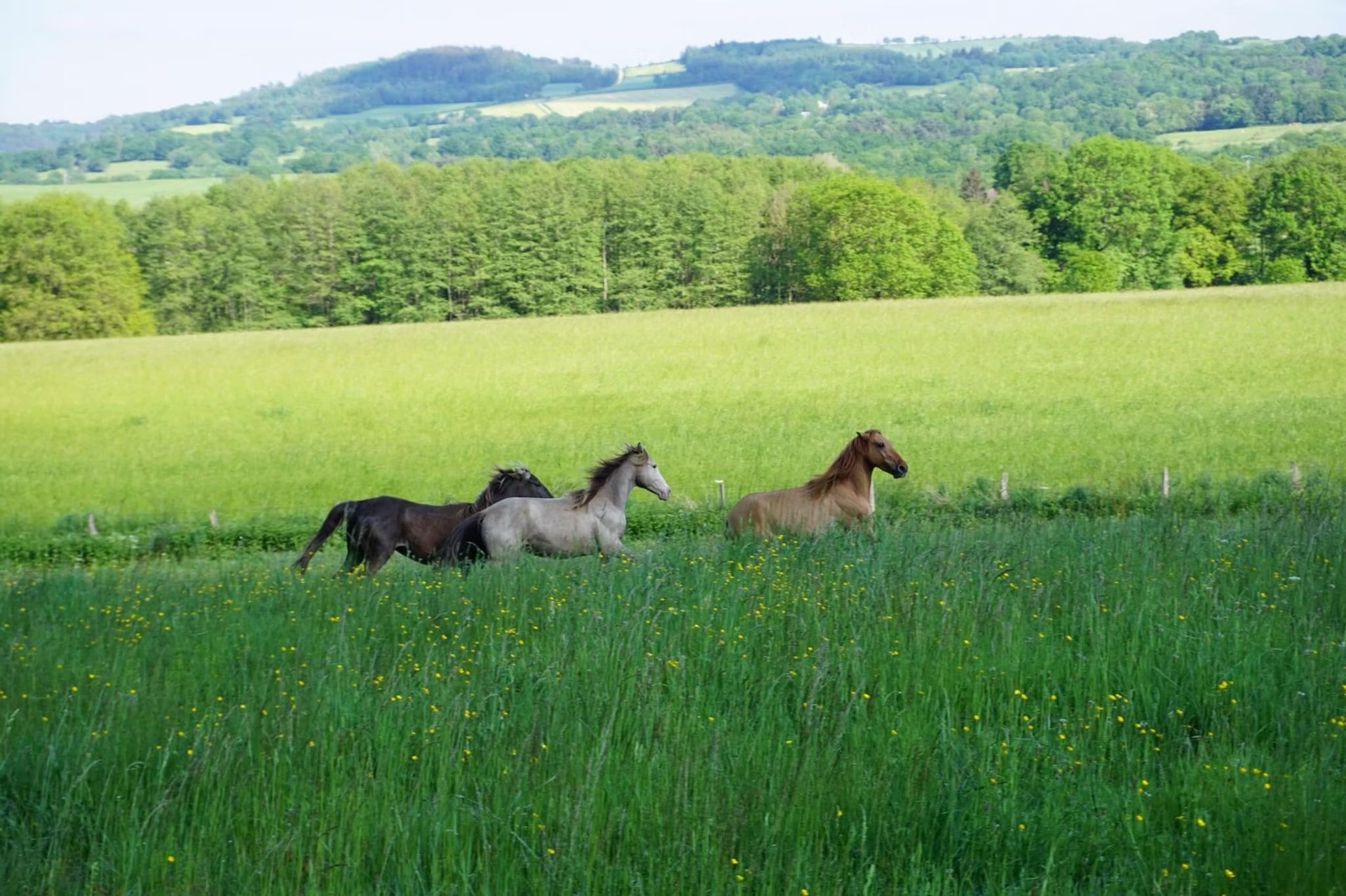 group of horses standing on field
