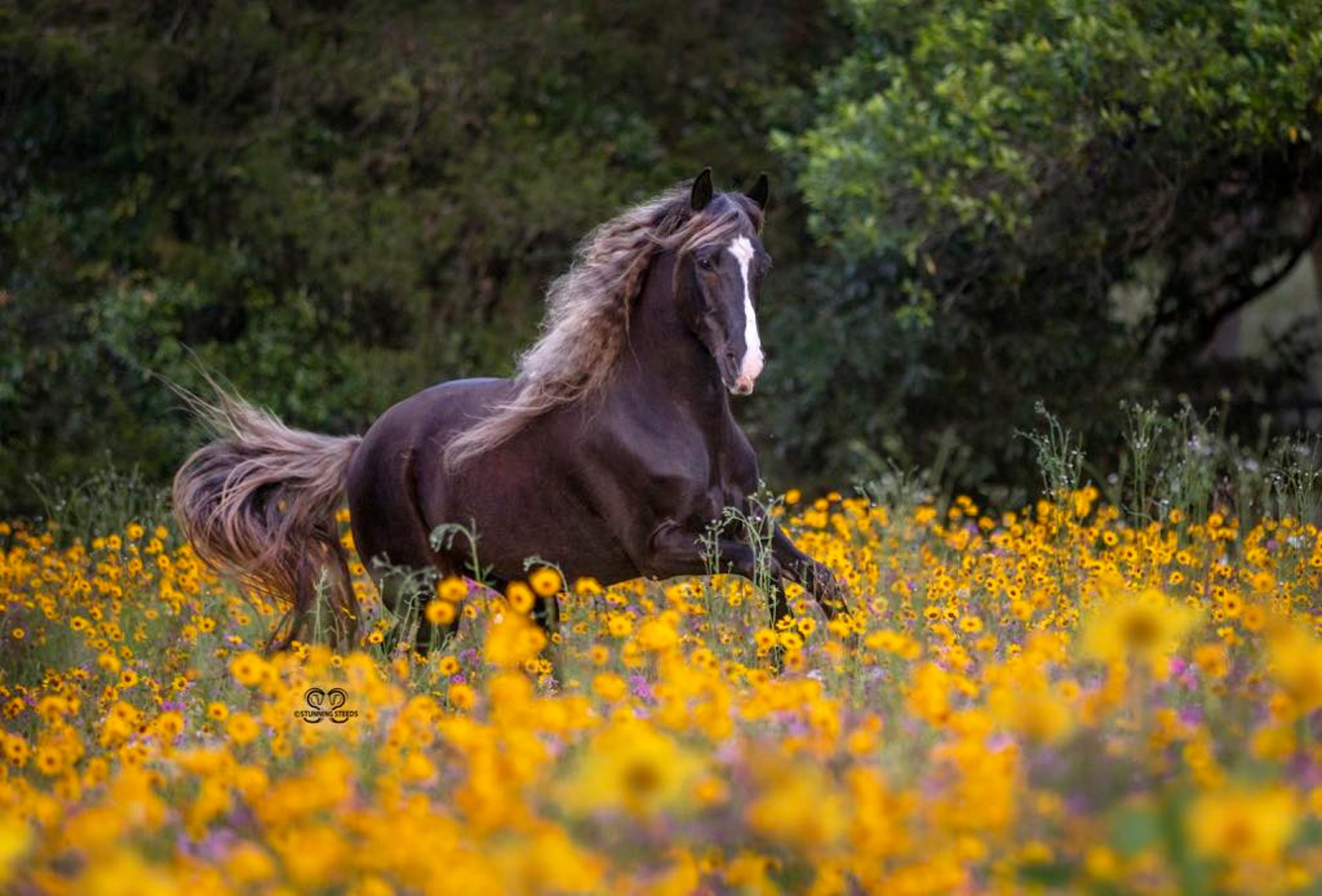 black and white bed linen
