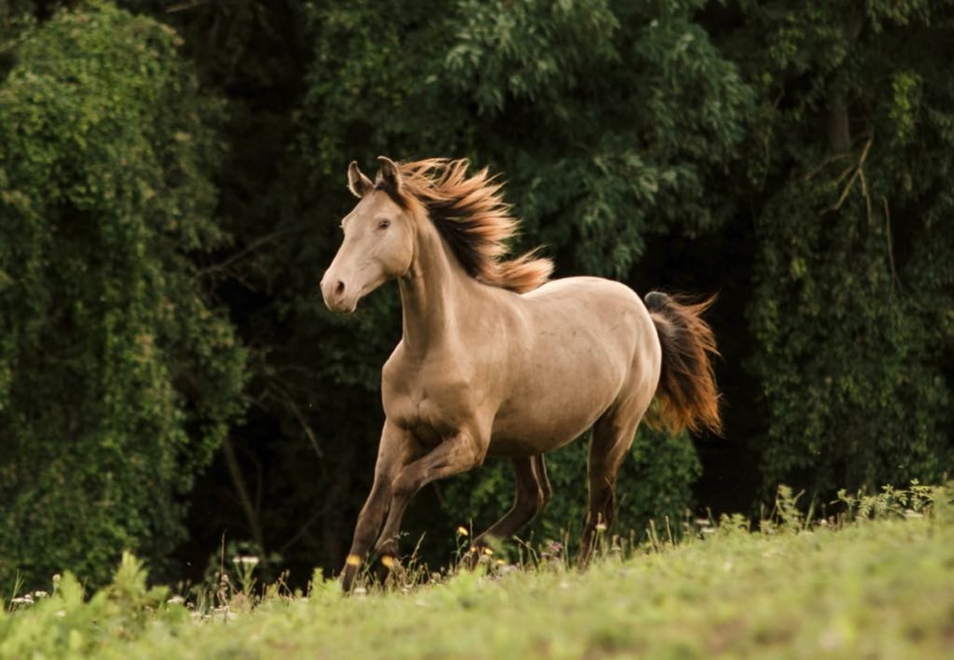 grayscale photography of silhouette of man riding horse at mountain with cumulus clouds as background