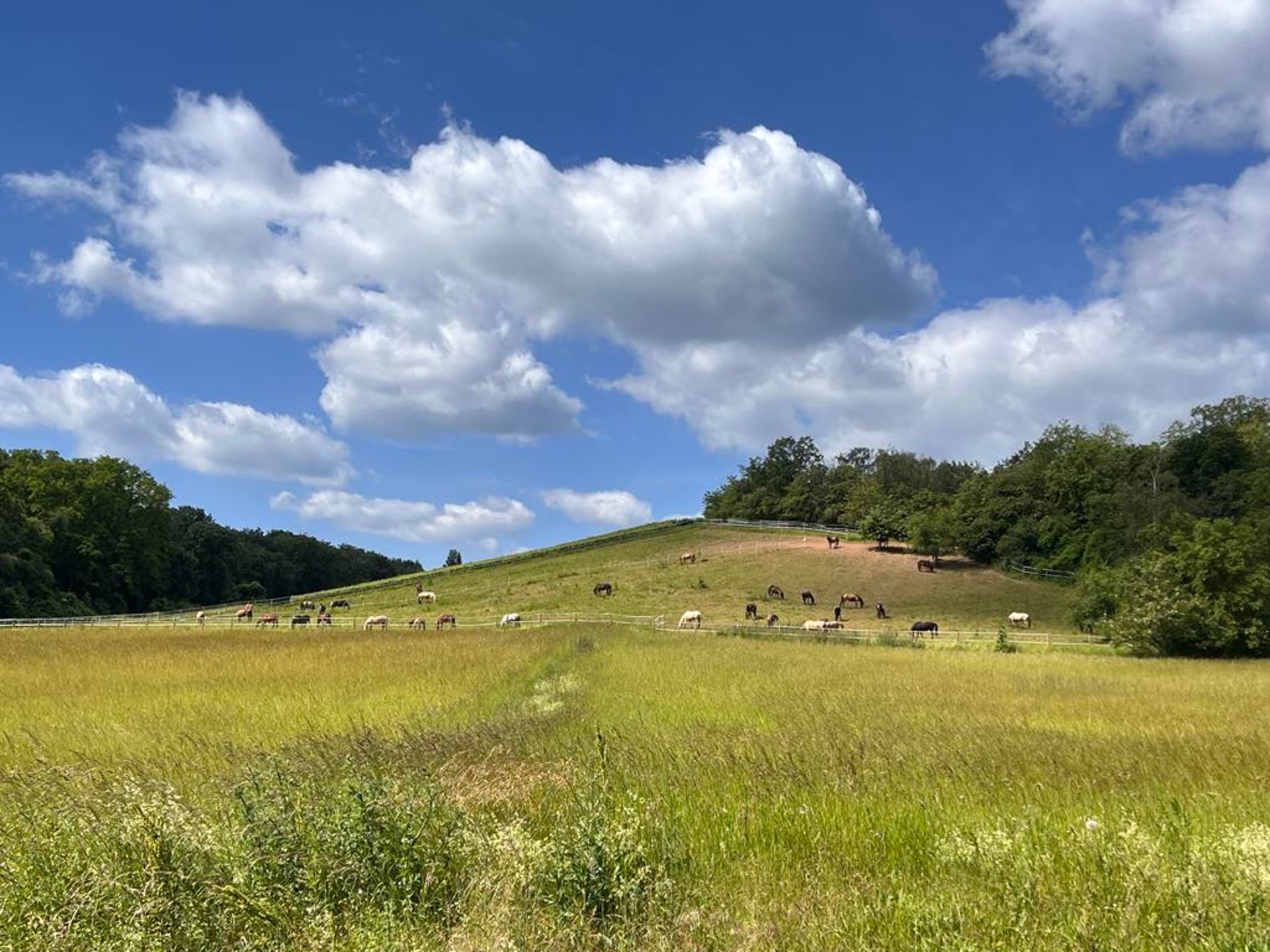 group of horses standing on field