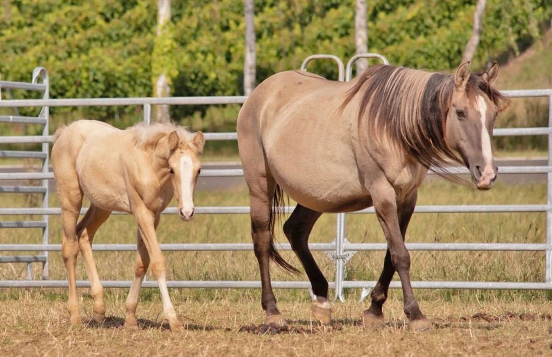 brown horse on green grass field during daytime